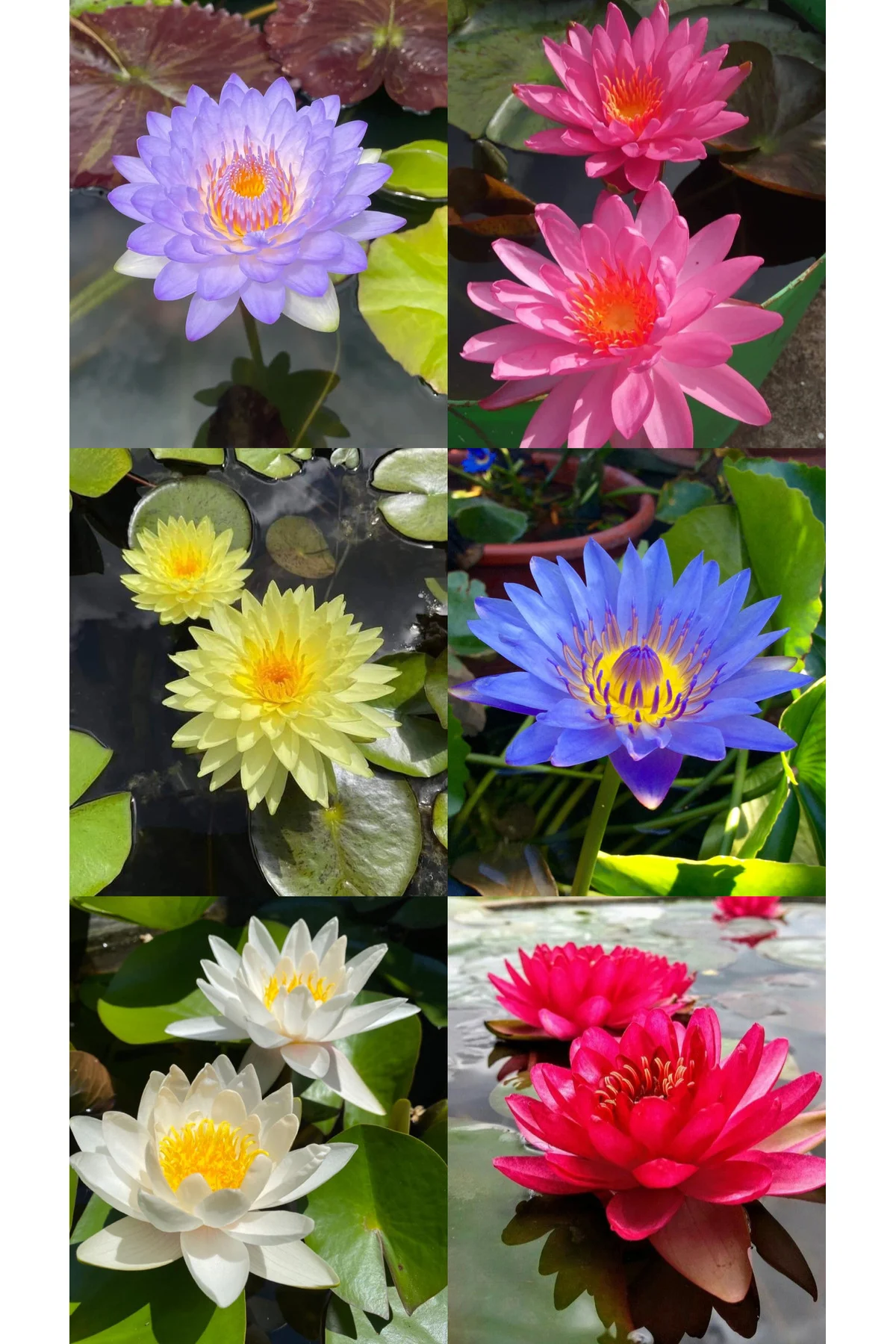 Lotus Çiçeği Tohumu Nilüfer Çiçeği 10 Adet Karışık Renklerde Orjinal Lotus Çiçeği Tohumu