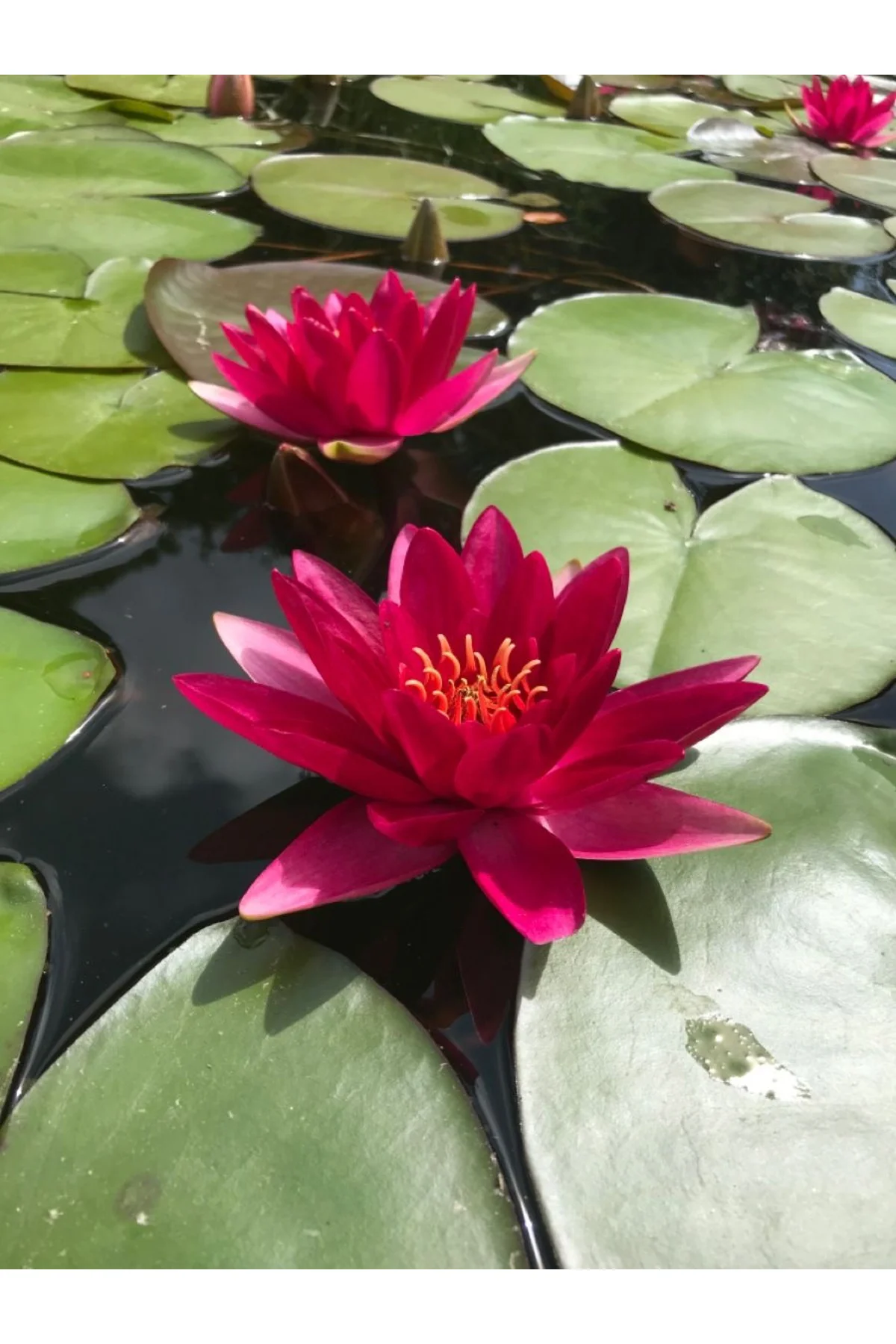 Lotus Çiçeği Tohumu Nilüfer Çiçeği 3 Adet Kırmızı Renk Fiyatı, Yorumları ve Özellikleri