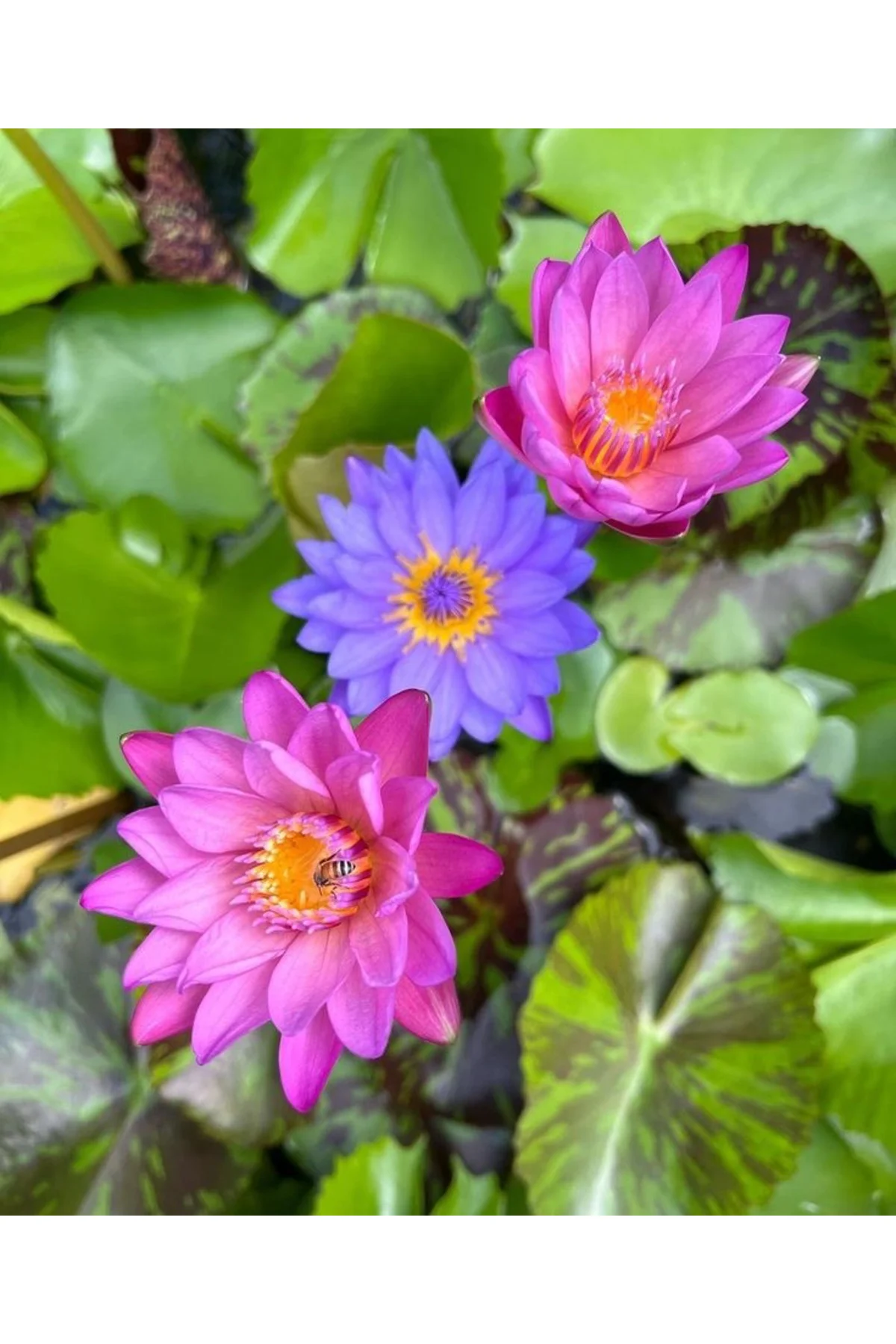 Lotus Çiçeği Tohumu (Nilüfer) Orjinal Tohum 10 Adet Karışık Fiyatı, Yorumları ve Özellikleri