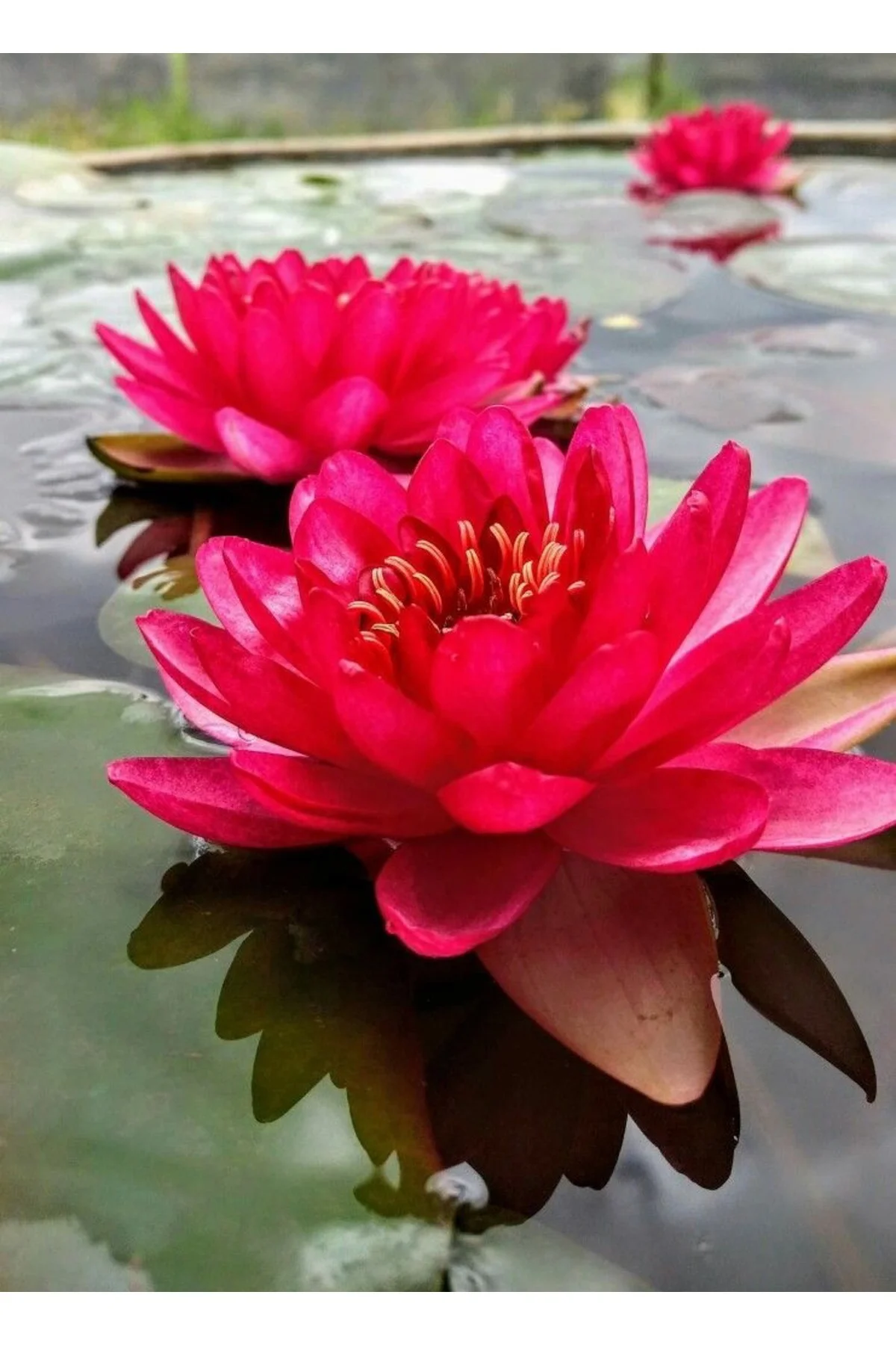 Lotus Çiçeği Tohumu Nilüfer Çiçeği 3 Adet Kırmızı Renk Fiyatı, Yorumları ve Özellikleri