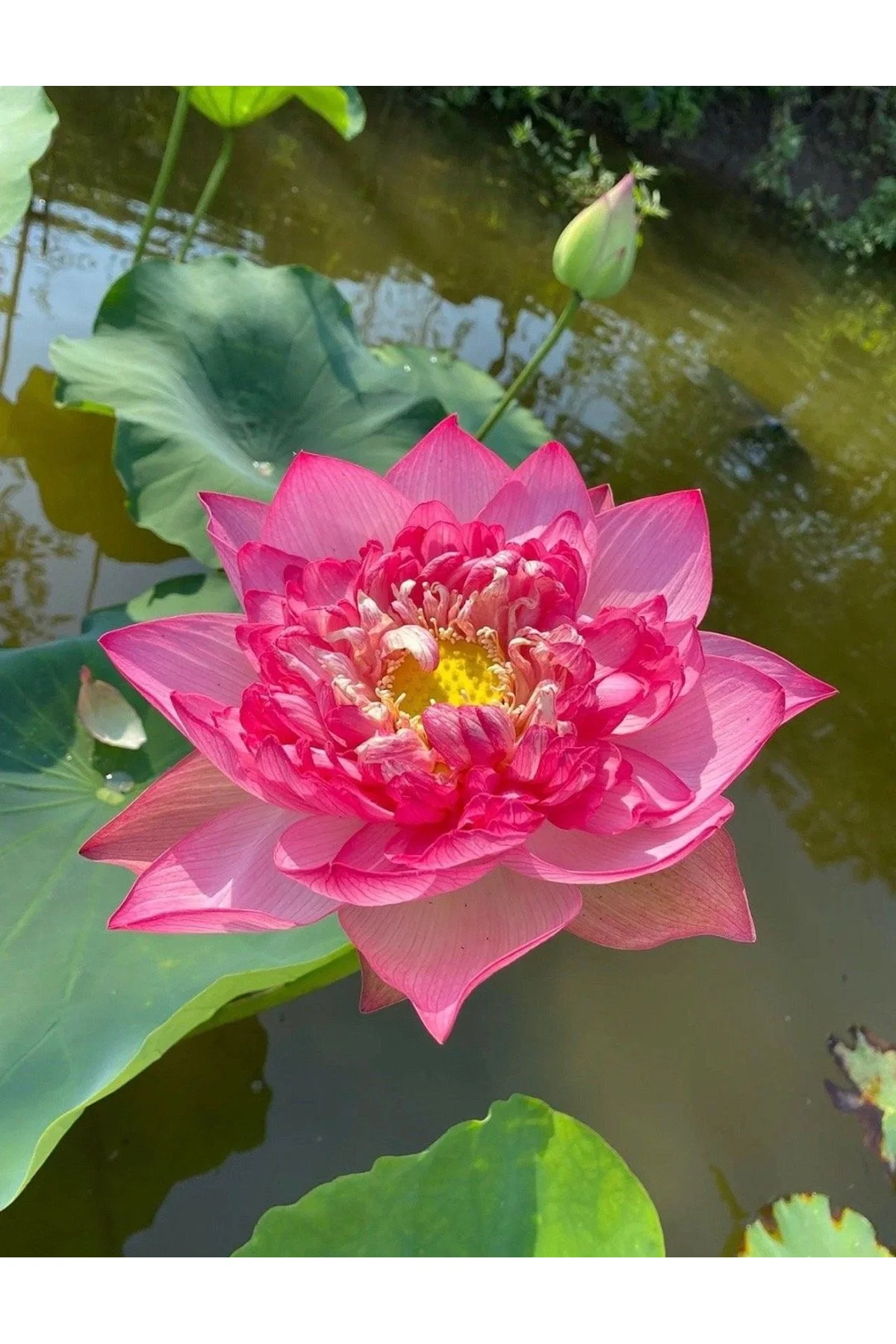 Lotus Çiçeği Tohumu Nilüfer Çiçeği 3 Adet Açık pembe Renk Parlak Pembe