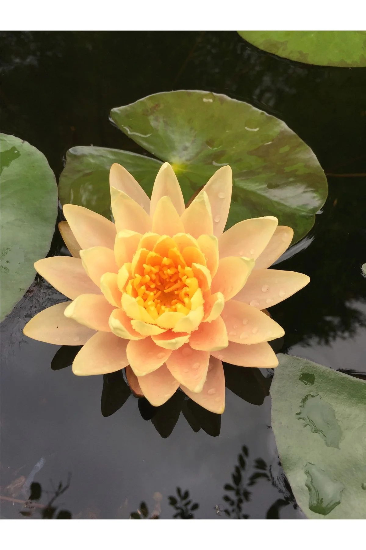 Lotus Çiçeği Tohumu Nilüfer Çiçeği 5 Adet Turuncu Renk Fiyatı, Yorumları ve Özellikleri