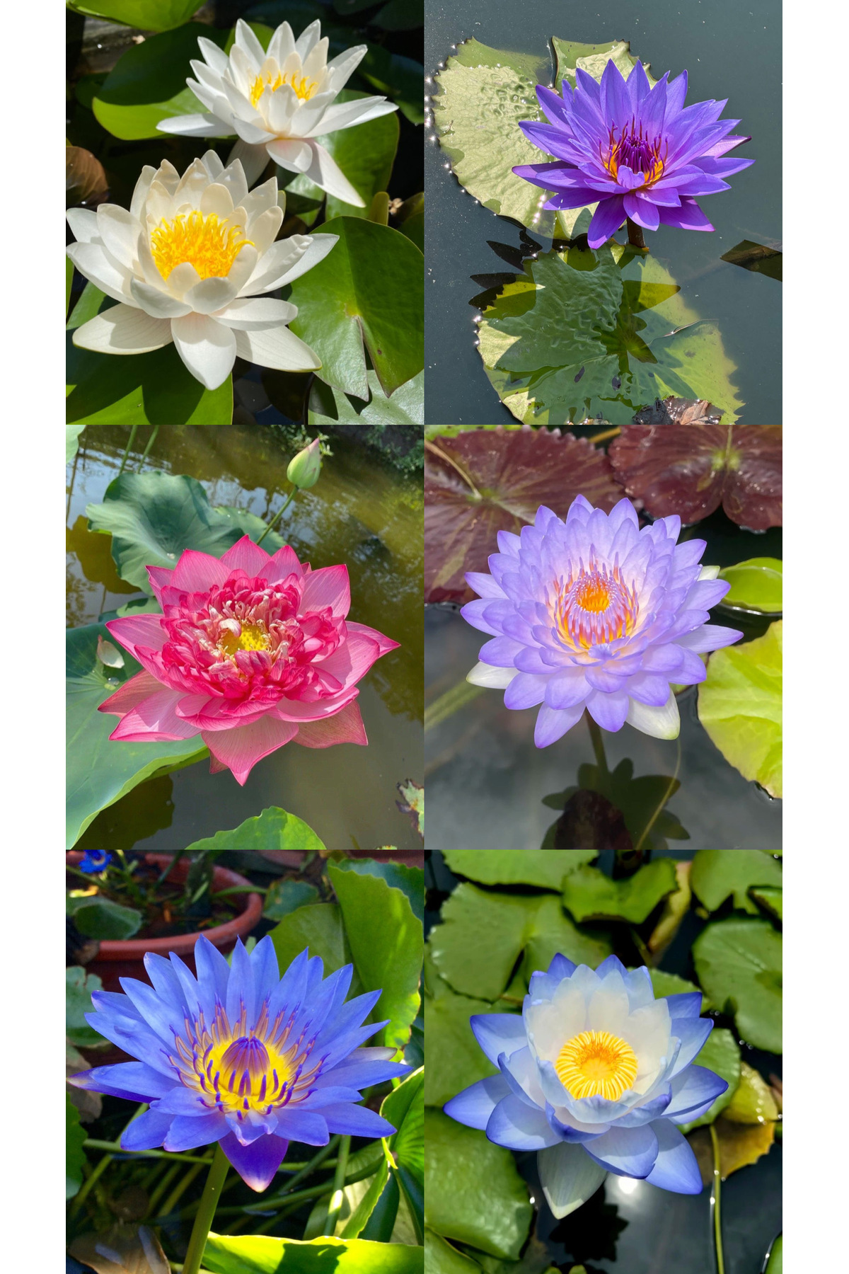 Lotus Çiçeği Tohumu Nilüfer Çiçeği 5 Adet Karışık Renklerde Orjinal Lotus Çiçeği Tohumu