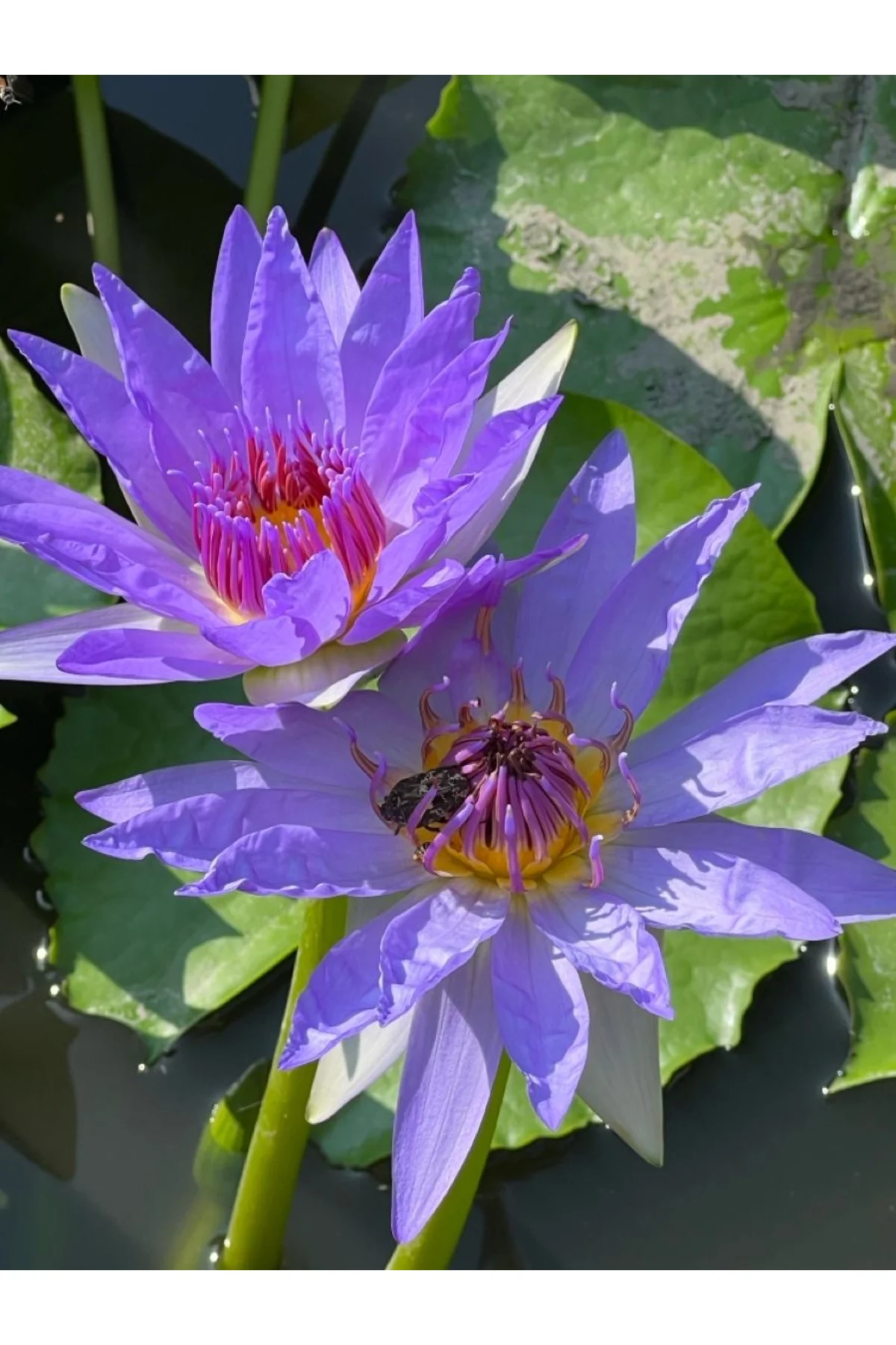 Lotus Çiçeği Tohumu Nilüfer Çiçeği 5 Adet Mor Renk Fiyatı, Yorumları ve Özellikleri