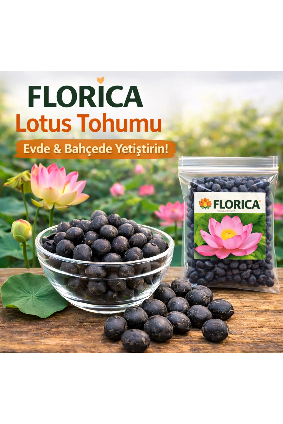 Lotus Çiçeği Tohumu 10 Adet – Nilüfer Çiçeği Tohumu Nadir Kutsal Lotus
