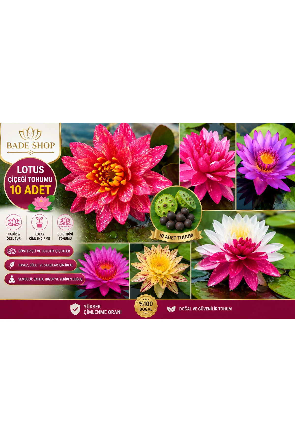 Lotus Çiçeği Tohumu 10 Adet – Kutsal Lotus (Nelumbo Nucifera) Nilüfer Su Çiçeği Tohumu Fiyatı, Yorumları ve Özellikleri