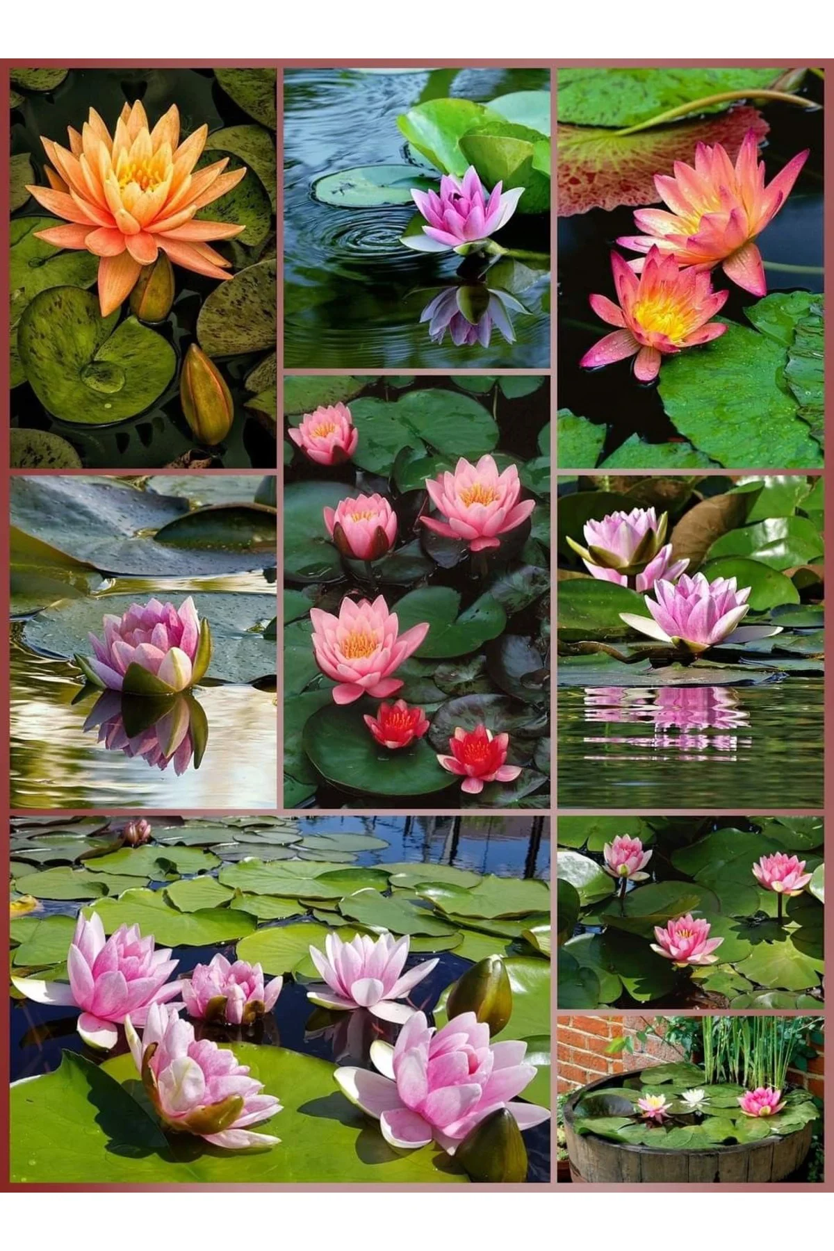 Lotus Çiçeği Tohumu (Nilüfer) Orjinal Tohum 3 Adet Karışık Renk Fiyatı, Yorumları ve Özellikleri