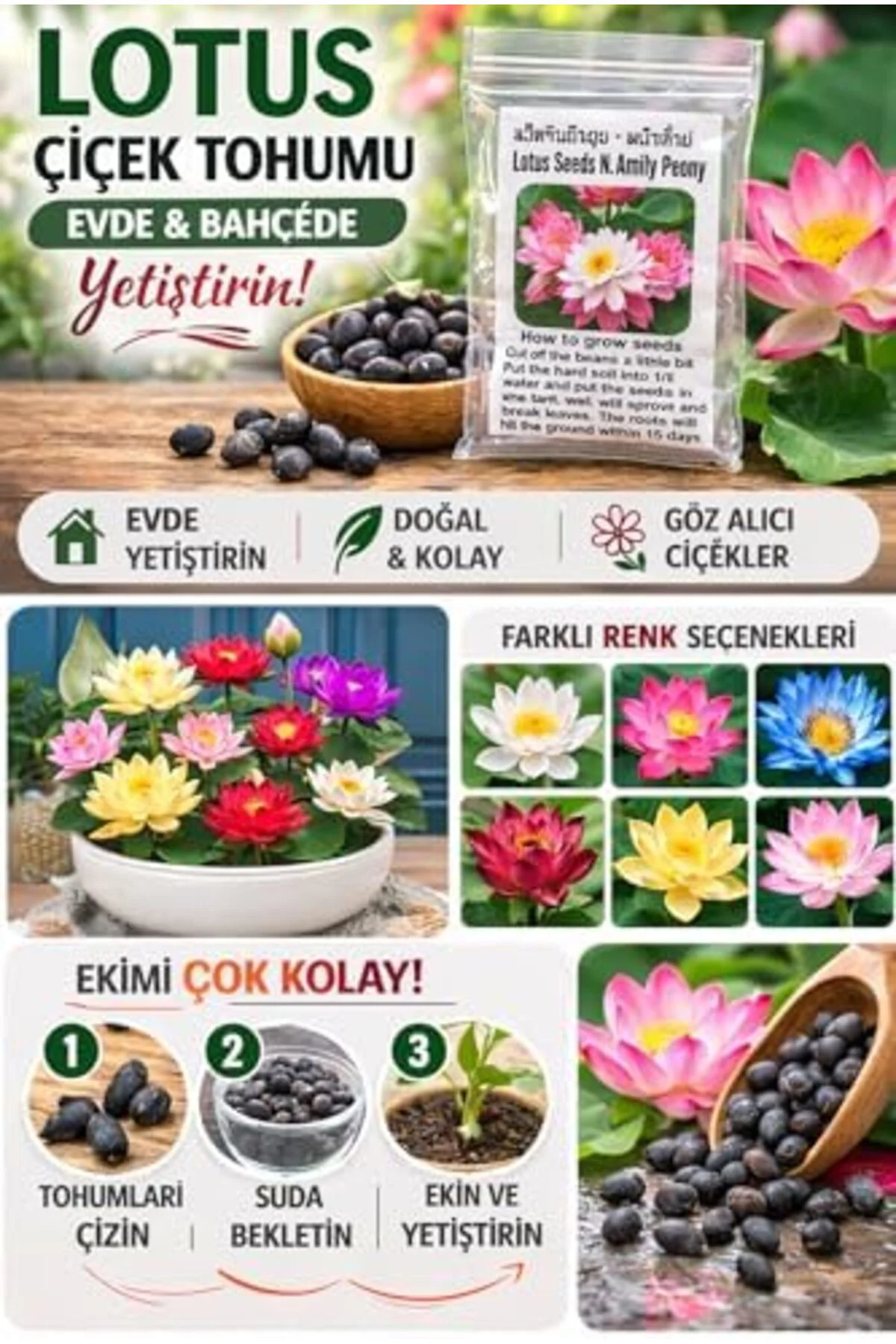 Lotus Çiçeği Tohumu 6 Adet – Nilüfer Çiçeği Tohumu Nadir Kutsal Lotus (6) 1289954 Fiyatı, Yorumları ve Özellikleri
