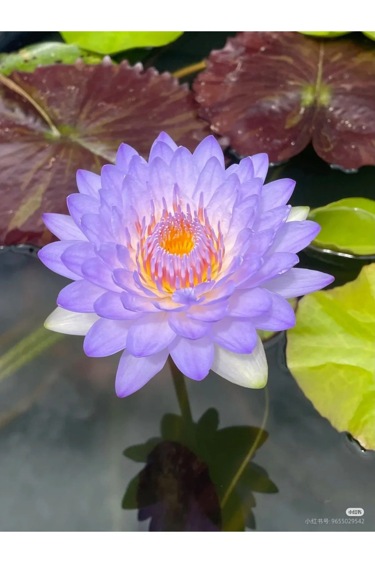 Lotus Çiçeği Tohumu Nilüfer Çiçeği 5 Adet Mor Renk Fiyatı, Yorumları ve Özellikleri