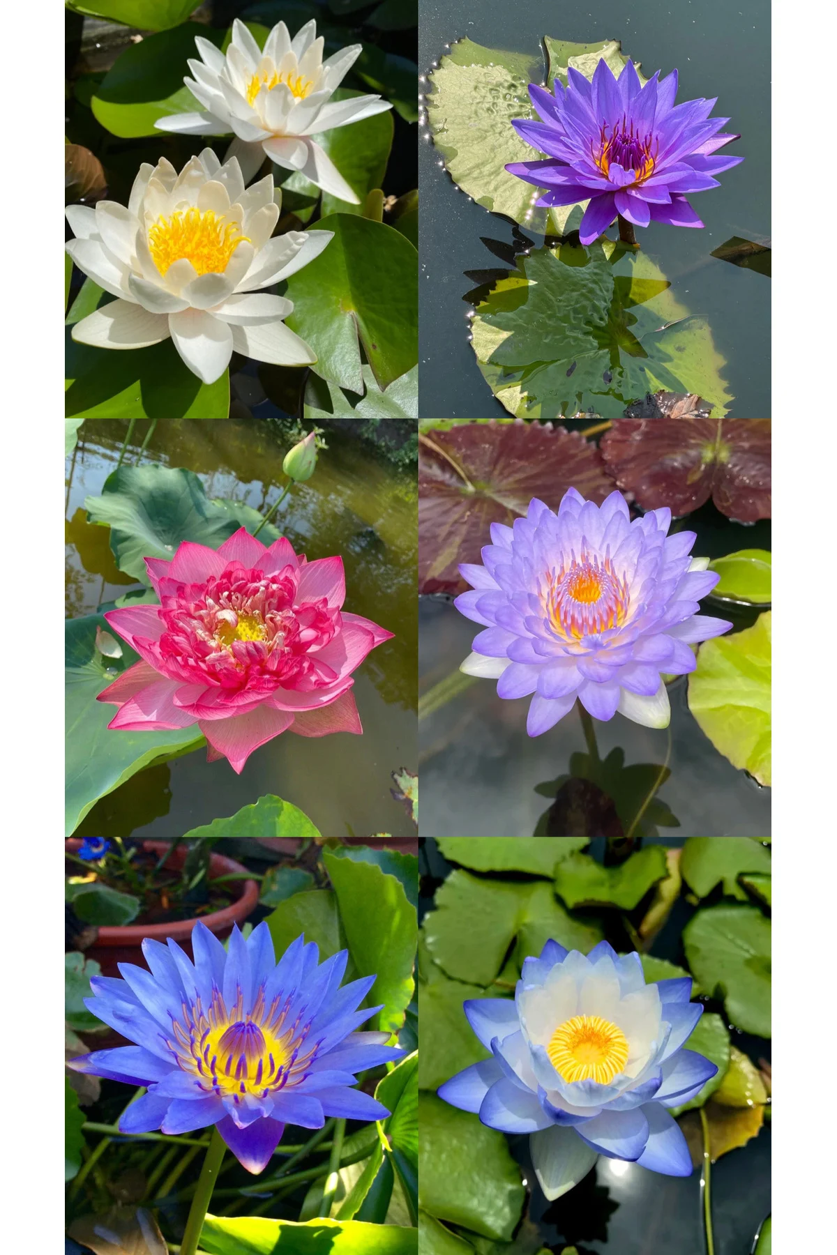 Lotus Çiçeği Tohumu Nilüfer Çiçeği 3 Adet Karışık Renklerde Orjinal Lotus Tohumu