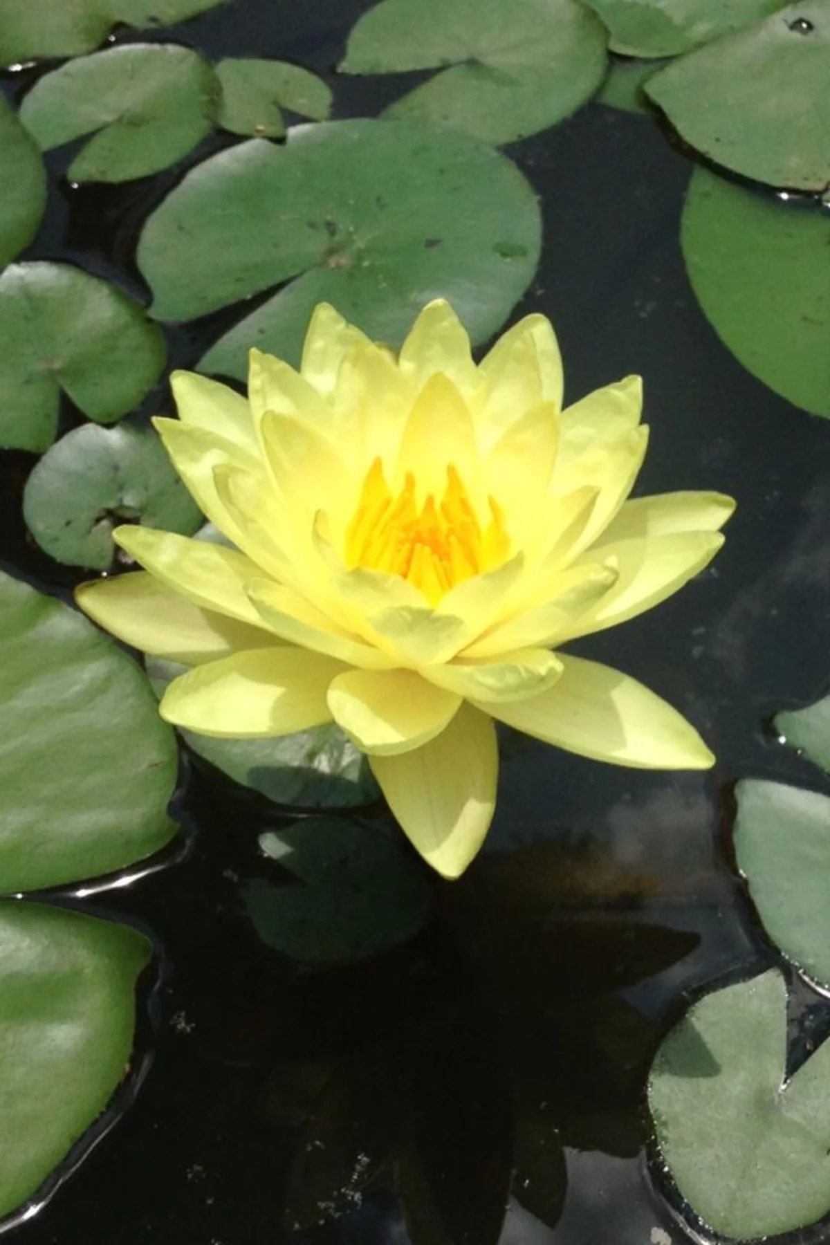 Lotus Çiçeği Tohumu Nilüfer Çiçeği 5 Adet Sarı Renk
