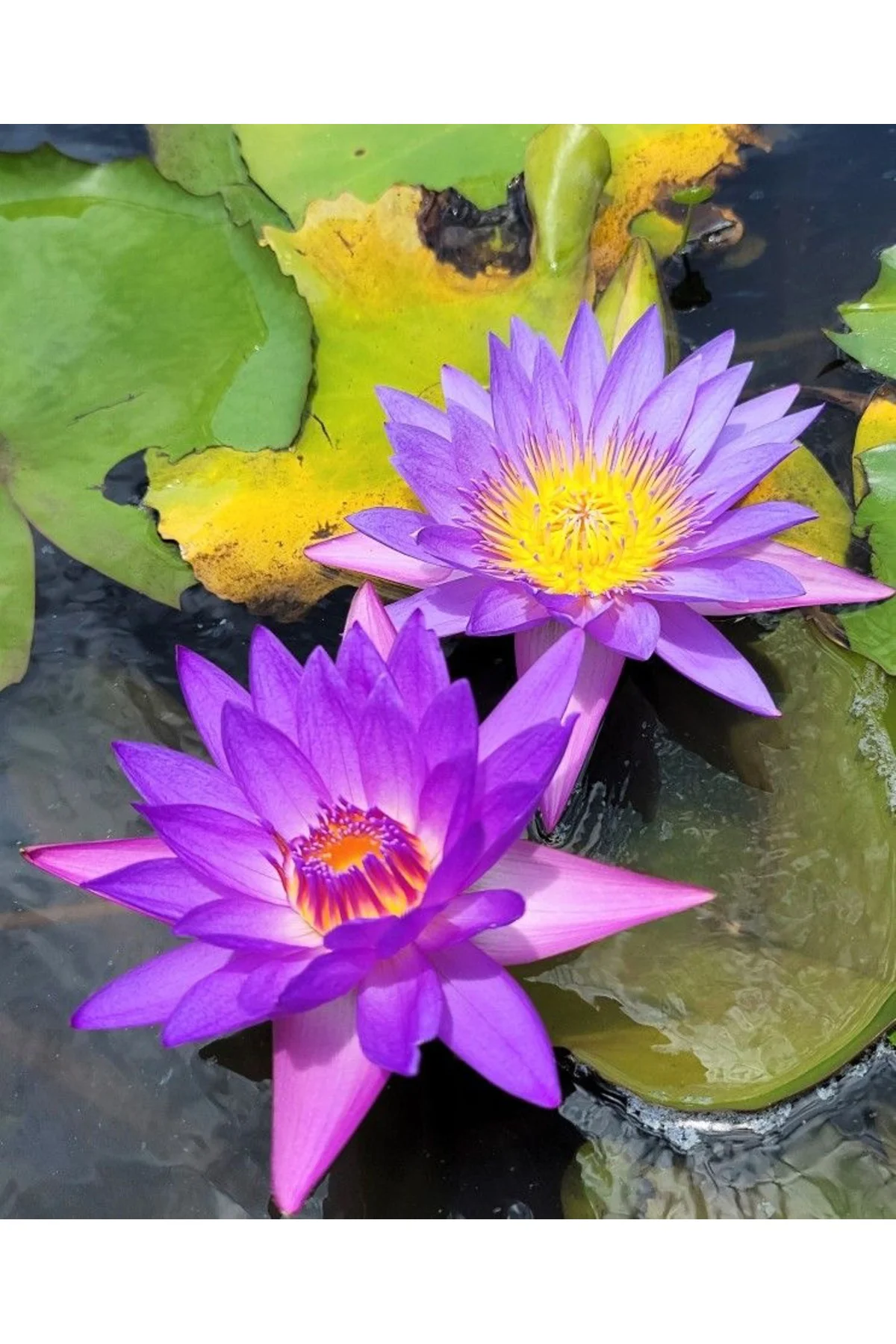 Lotus Çiçeği Tohumu Nilüfer Çiçeği 5 Adet Mor Renk Fiyatı, Yorumları ve Özellikleri