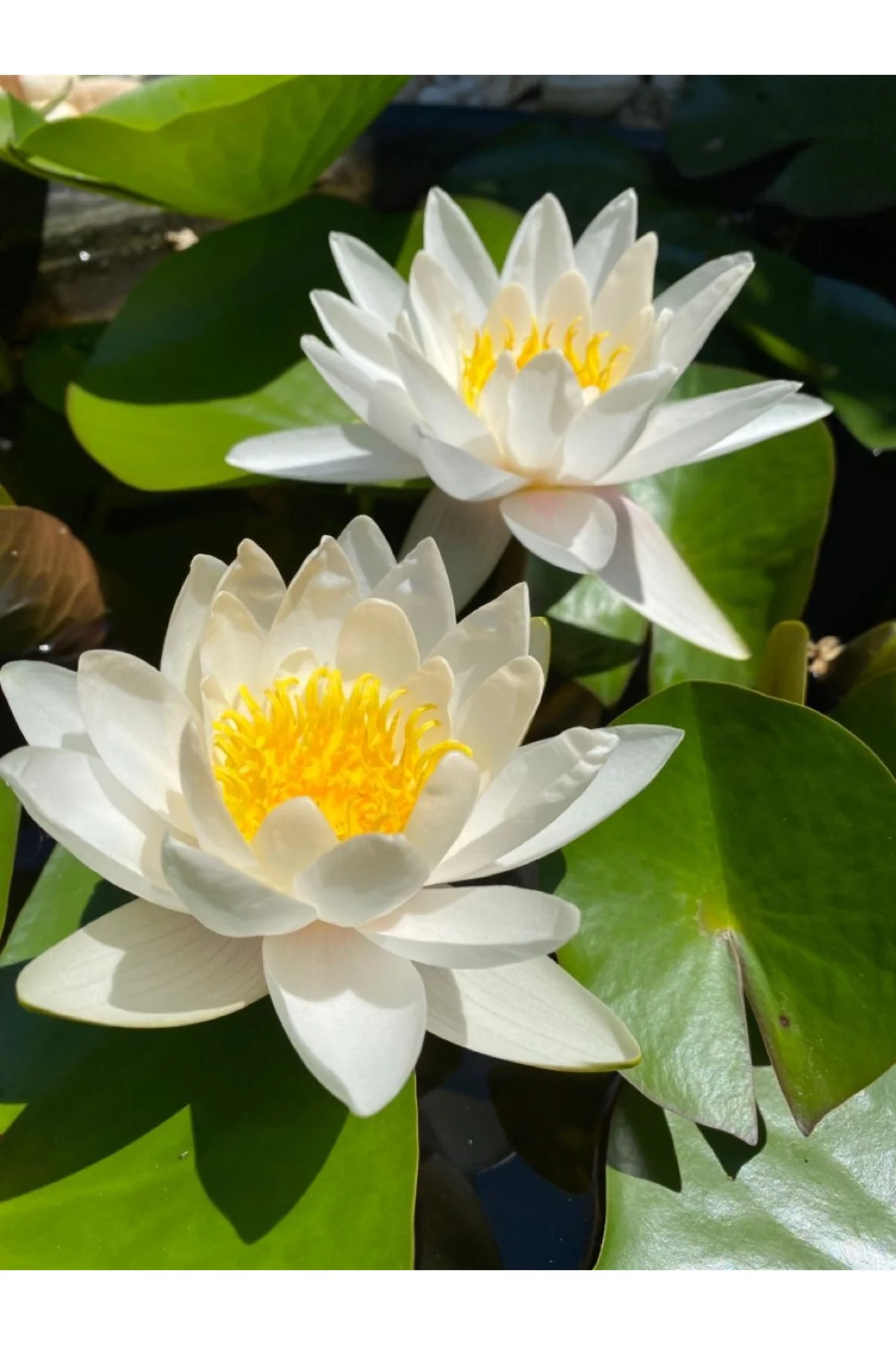 Lotus Çiçeği Tohumu Nilüfer Çiçeği 3 Adet Beyaz Renk