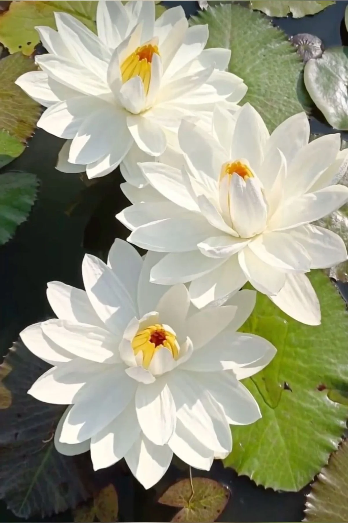 Lotus Çiçeği Tohumu Nilüfer Çiçeği 3 Adet Beyaz Renk