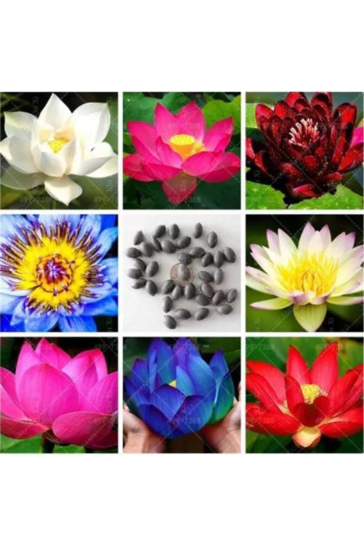 Lotus Çiçeği Tohumu Nilüfer Su Zambağı Tohumu 3 Tohum Lotus Çiçeği Tohumu Nilüfer Su Zambağı Tohumu 3 Tohum