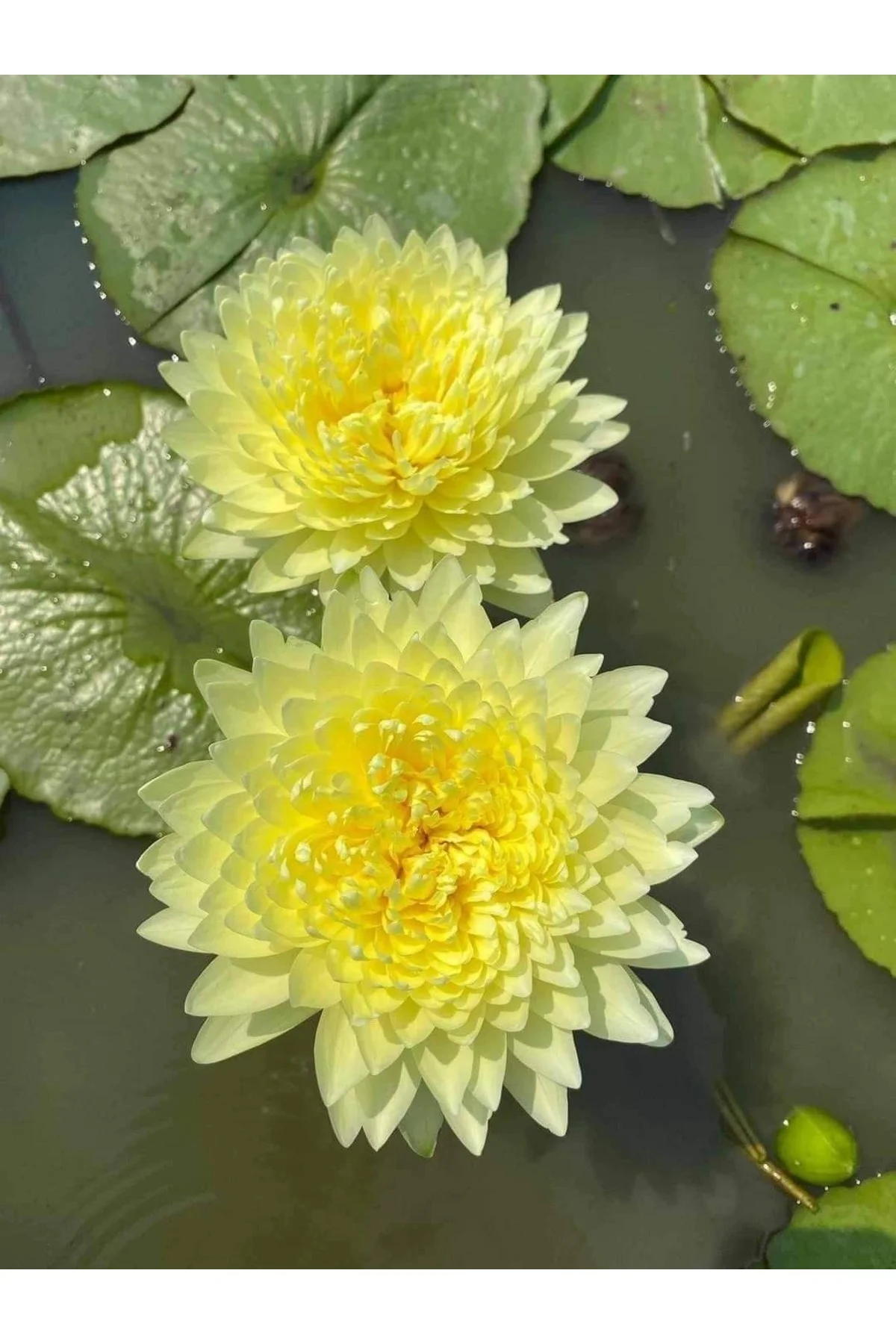 Lotus Çiçeği Tohumu Nilüfer Çiçeği 5 Adet Sarı Renk