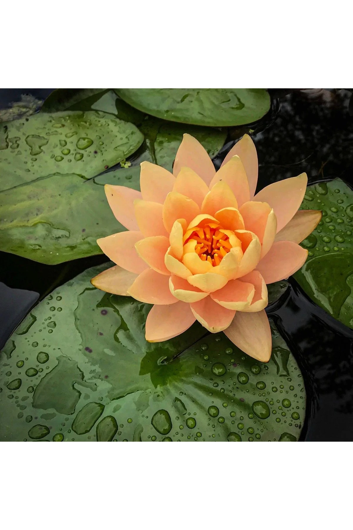 Lotus Çiçeği Tohumu Nilüfer Çiçeği 5 Adet Turuncu Renk Fiyatı, Yorumları ve Özellikleri