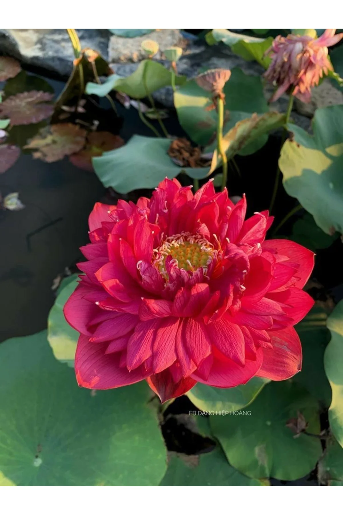 Lotus Çiçeği Tohumu Nilüfer Çiçeği 3 Adet Kırmızı Renk Fiyatı, Yorumları ve Özellikleri
