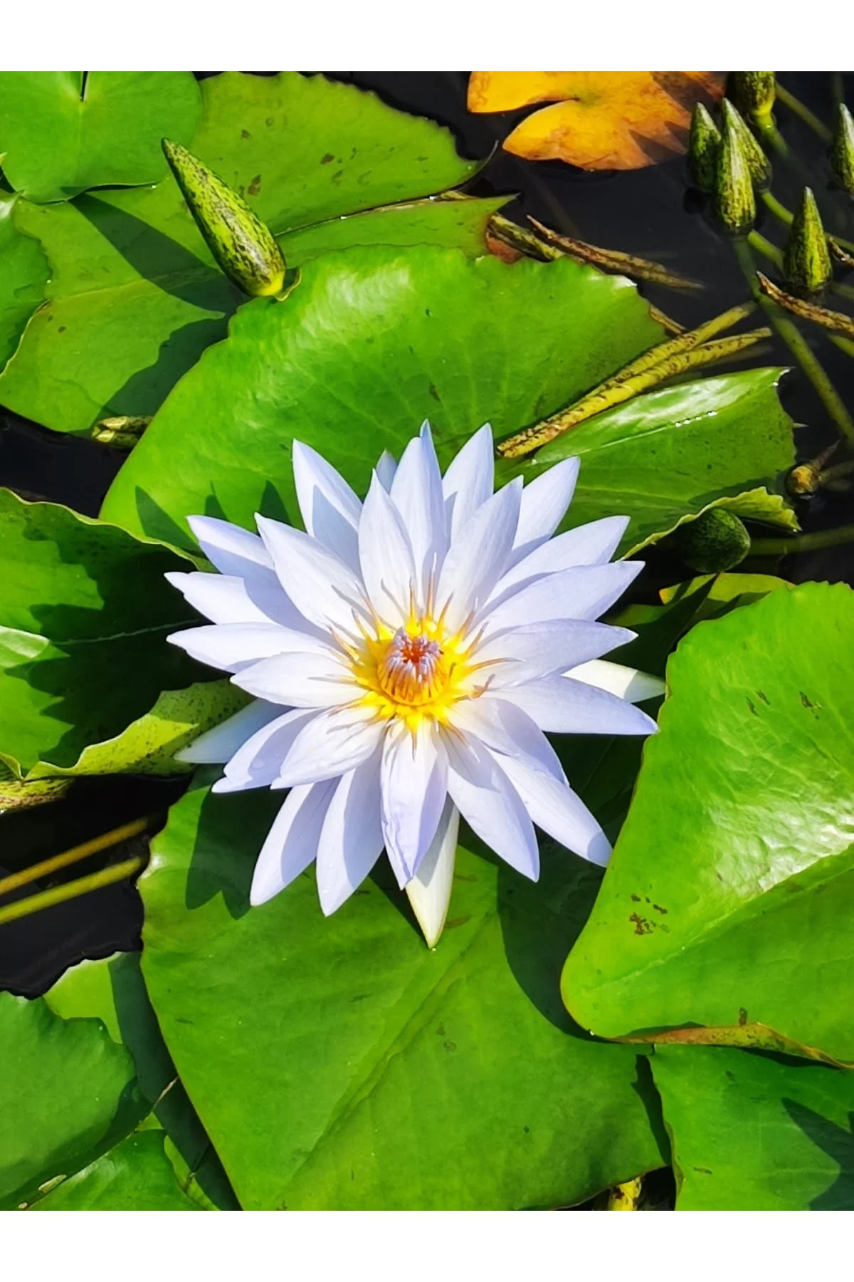 Lotus Çiçeği Tohumu Nilüfer Çiçeği 3 Adet Beyaz Renk
