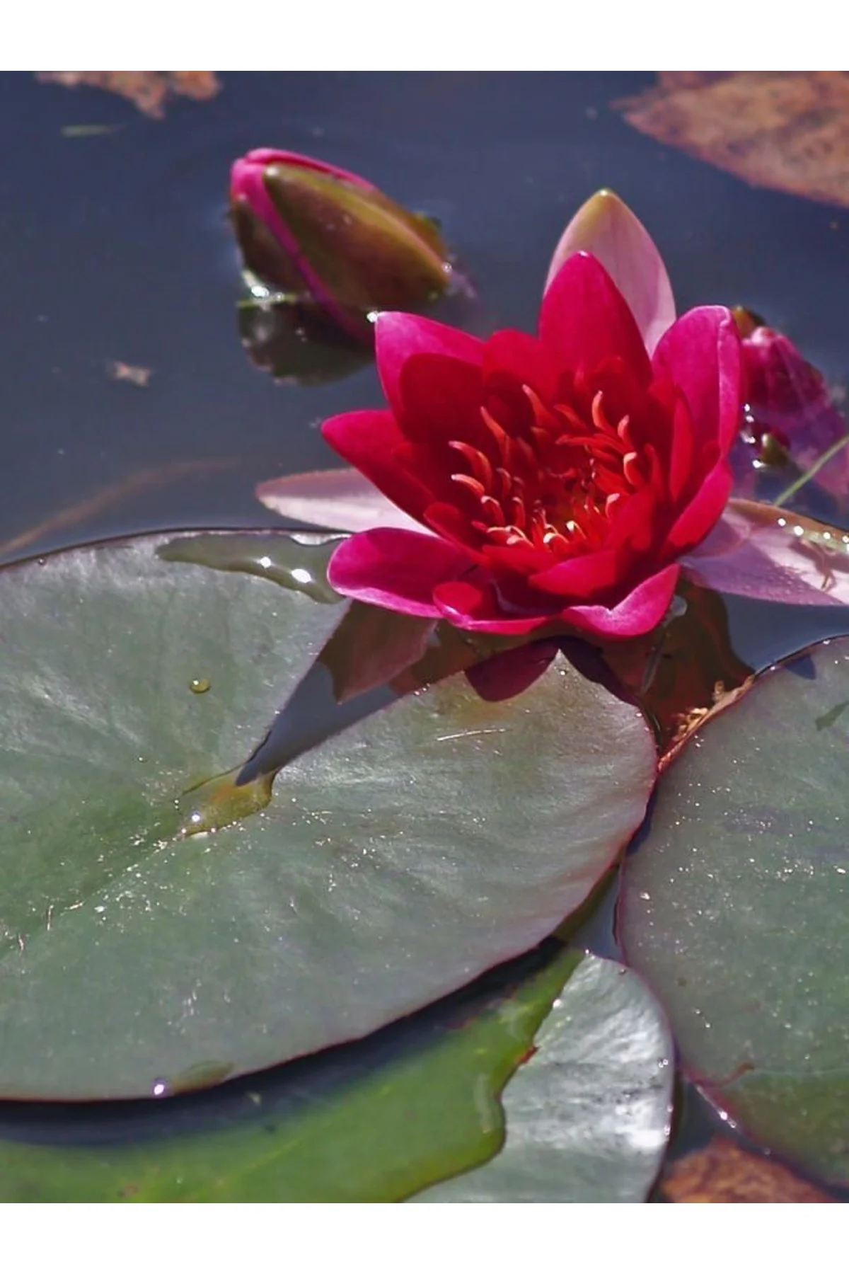 Lotus Çiçeği Tohumu Nilüfer Çiçeği 3 Adet Kırmızı Renk Fiyatı, Yorumları ve Özellikleri
