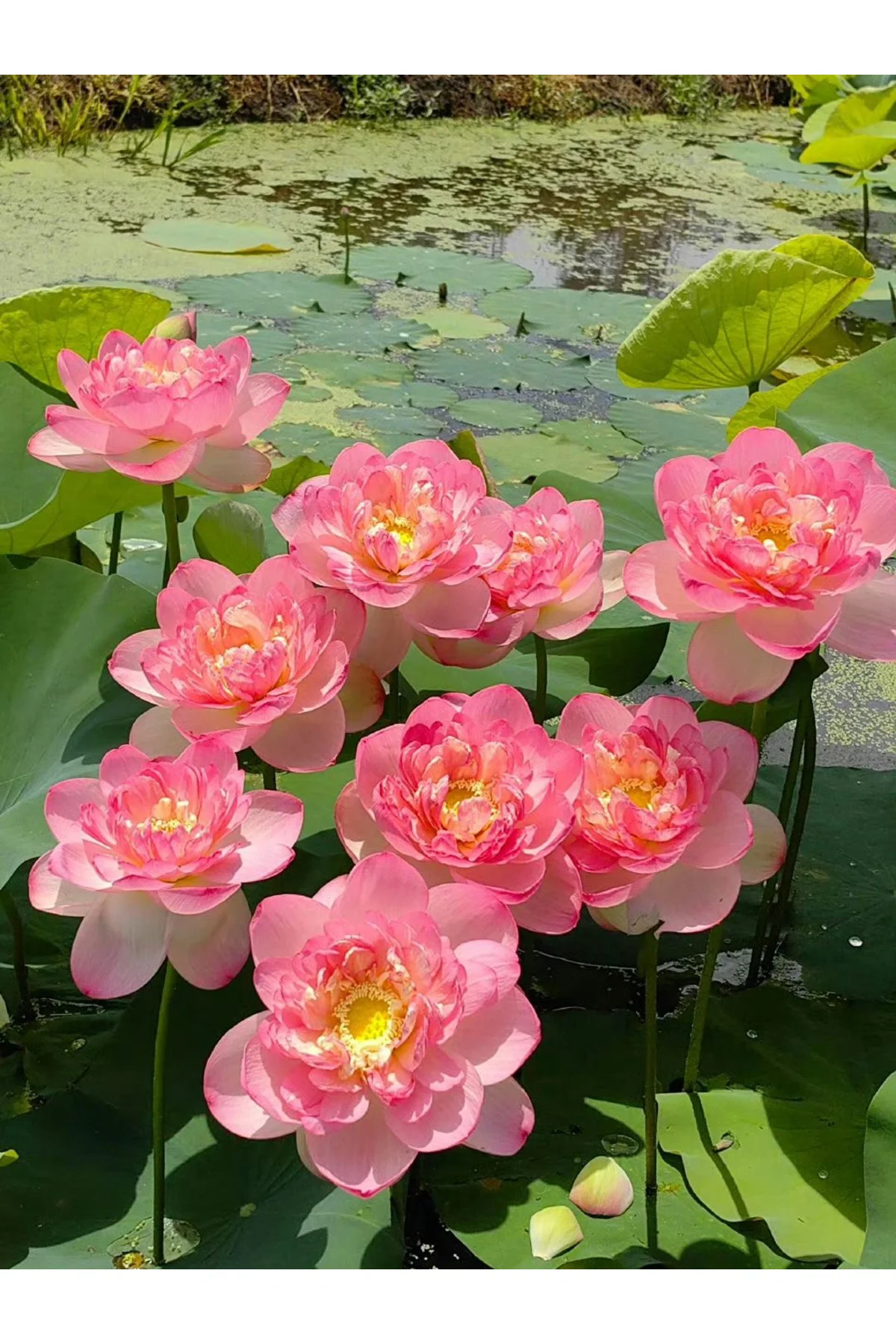 Lotus Çiçeği Tohumu Nilüfer Çiçeği 3 Adet Açık pembe Renk Parlak Pembe