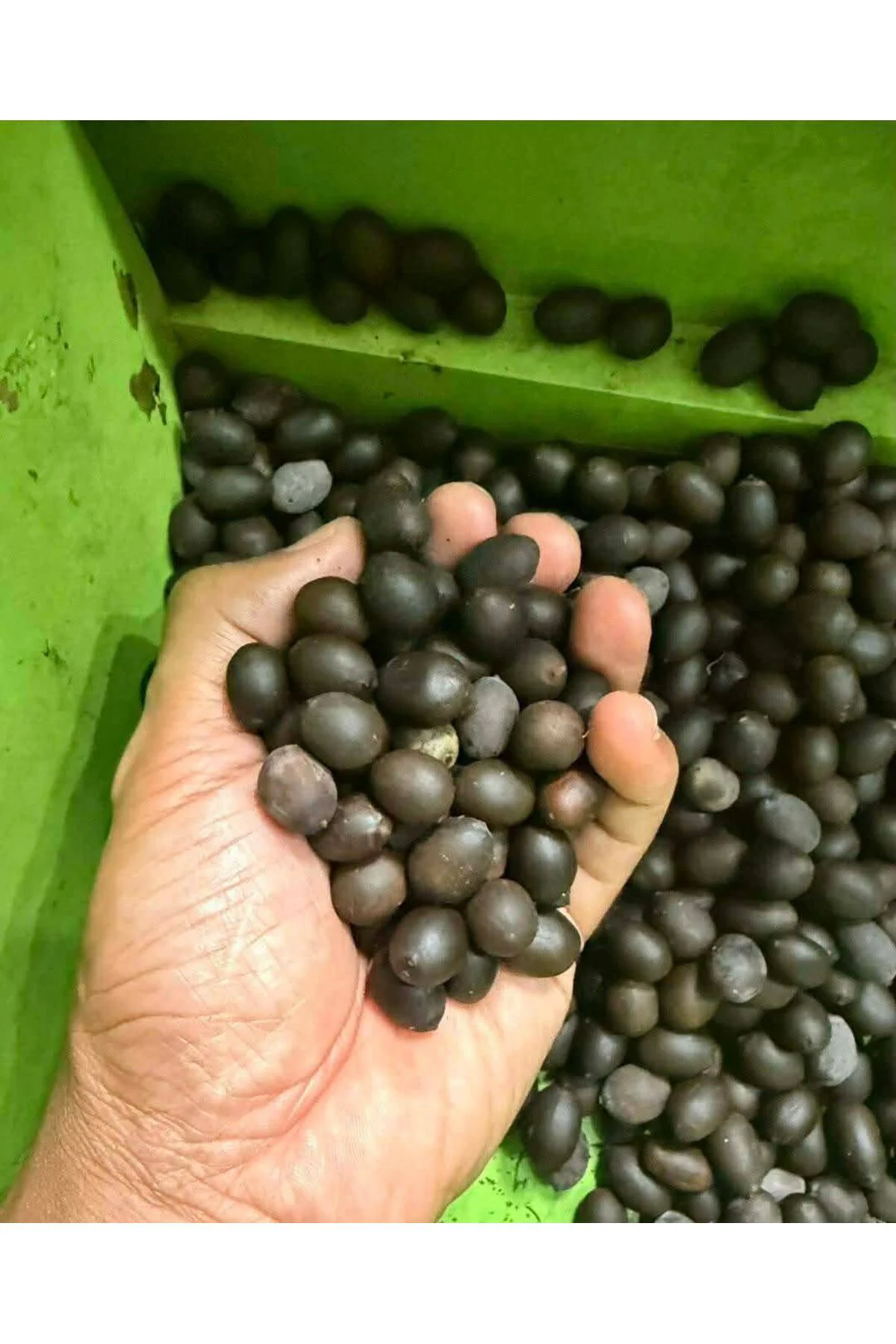 Lotus Çiçeği Tohumu (Nilüfer) Orjinal Tohum 10 Adet Karışık