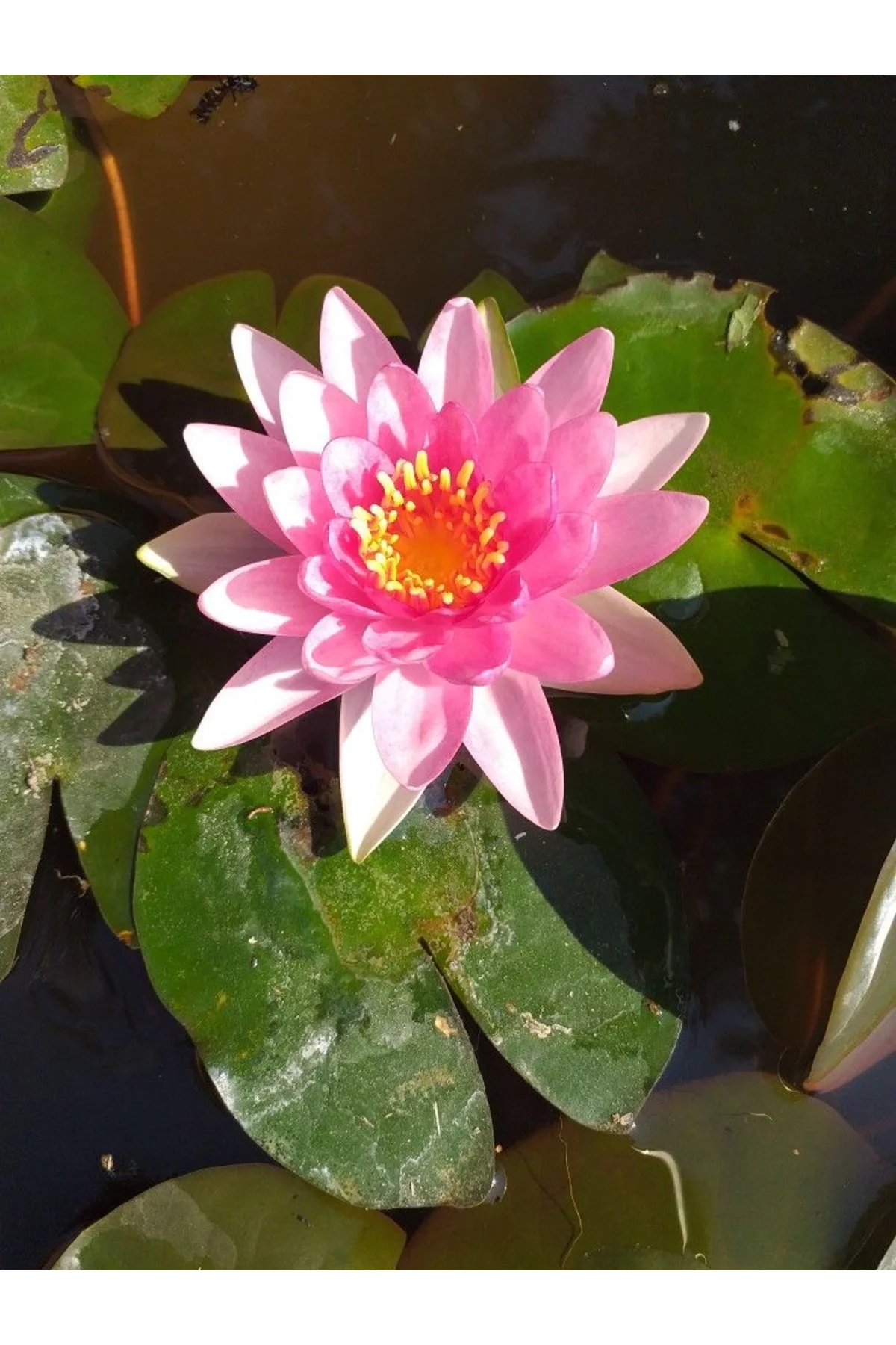 Lotus Çiçeği Tohumu Nilüfer Çiçeği 10 Adet Açık Pembe Parlak Pembe Renk Fiyatı, Yorumları ve Özellikleri