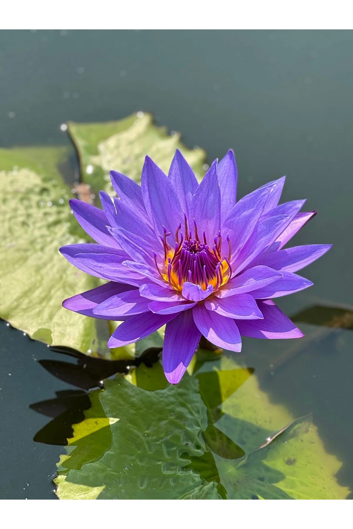 Lotus Çiçeği Tohumu Nilüfer Çiçeği 5 Adet Mor Renk Fiyatı, Yorumları ve Özellikleri