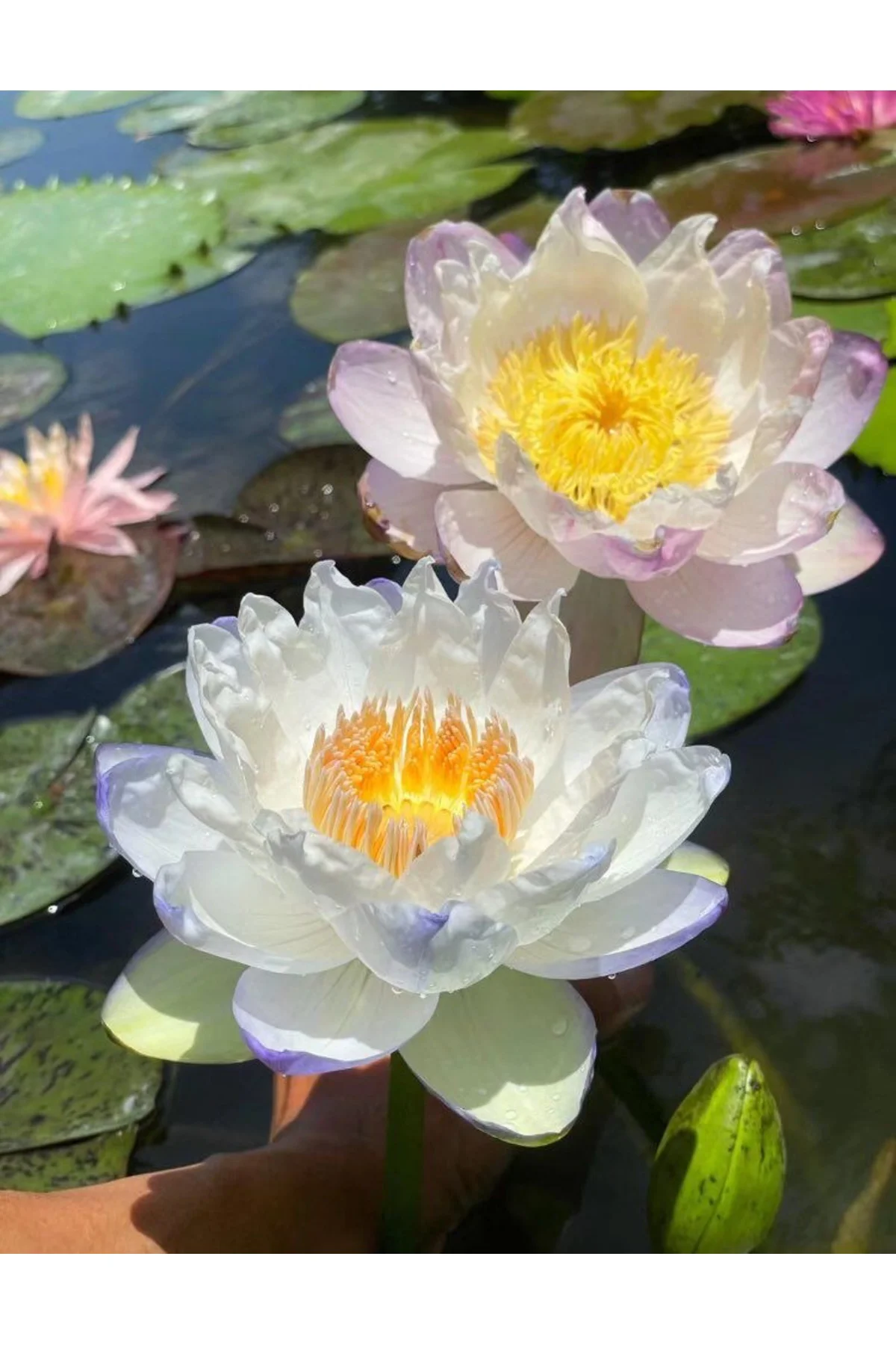 Lotus Çiçeği Tohumu Nilüfer Çiçeği 3 Adet Beyaz Renk