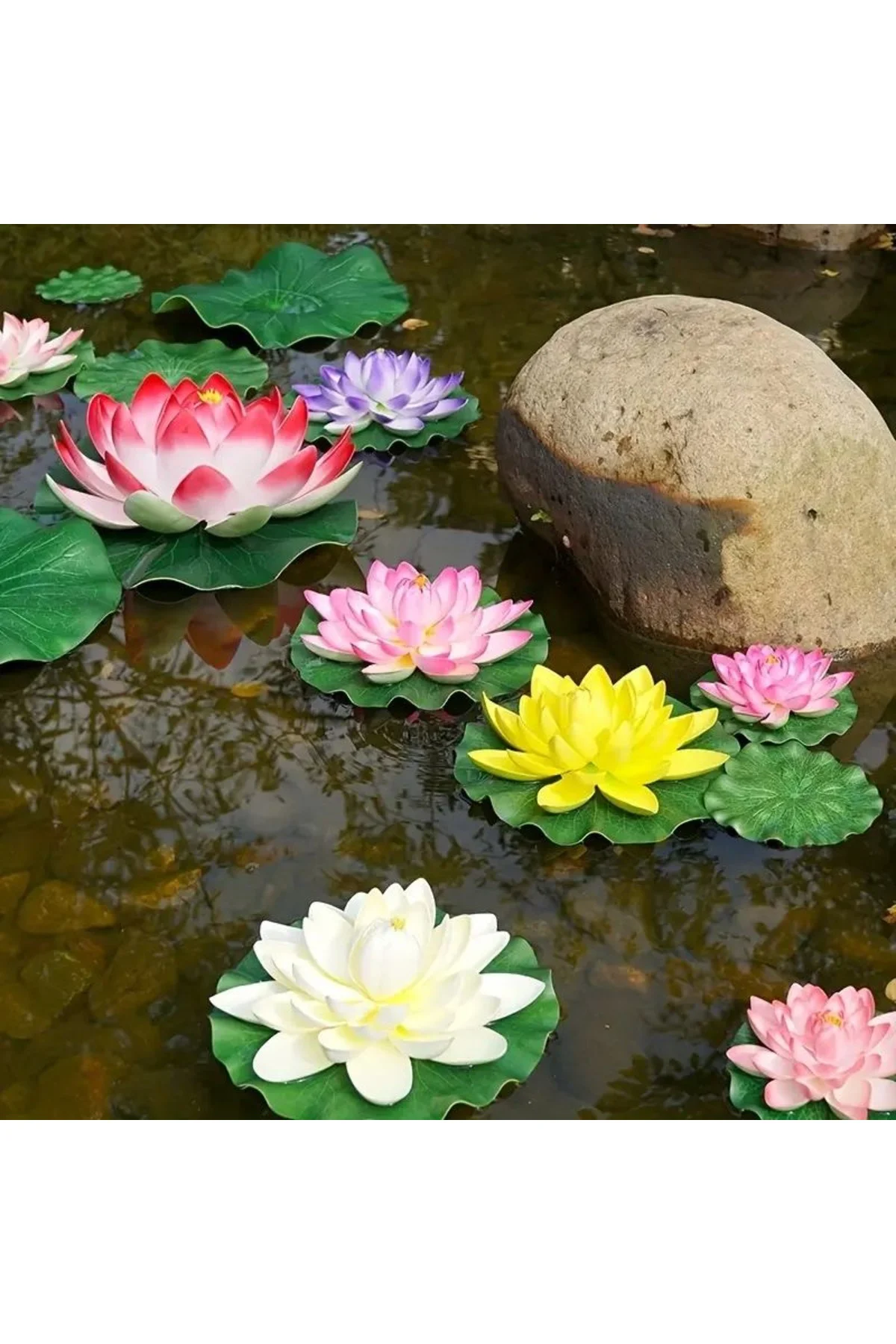 Lotus Çiçeği Tohumu (Nilüfer) Orjinal Tohum 10 Adet Karışık Fiyatı, Yorumları ve Özellikleri