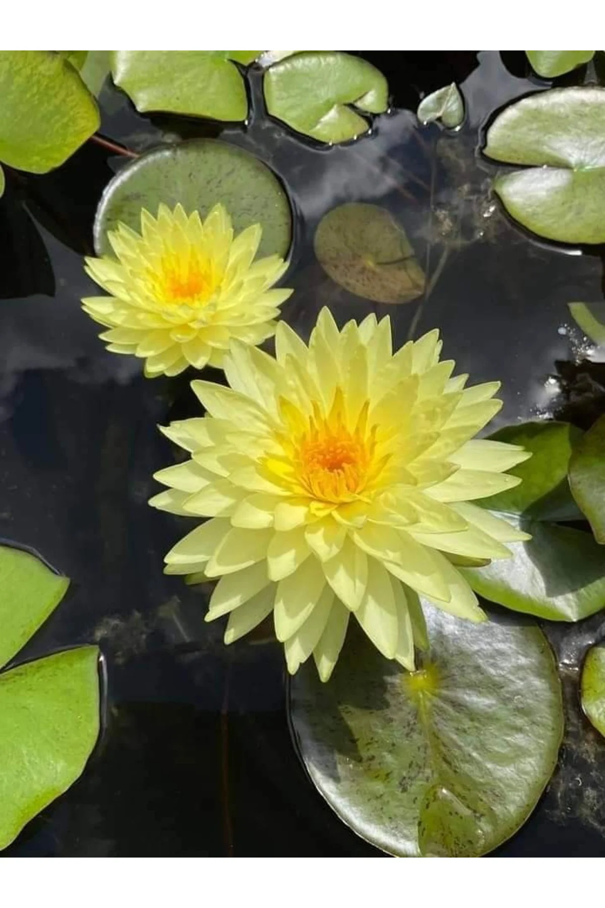 Lotus Çiçeği Tohumu Nilüfer Çiçeği 5 Adet Sarı Renk