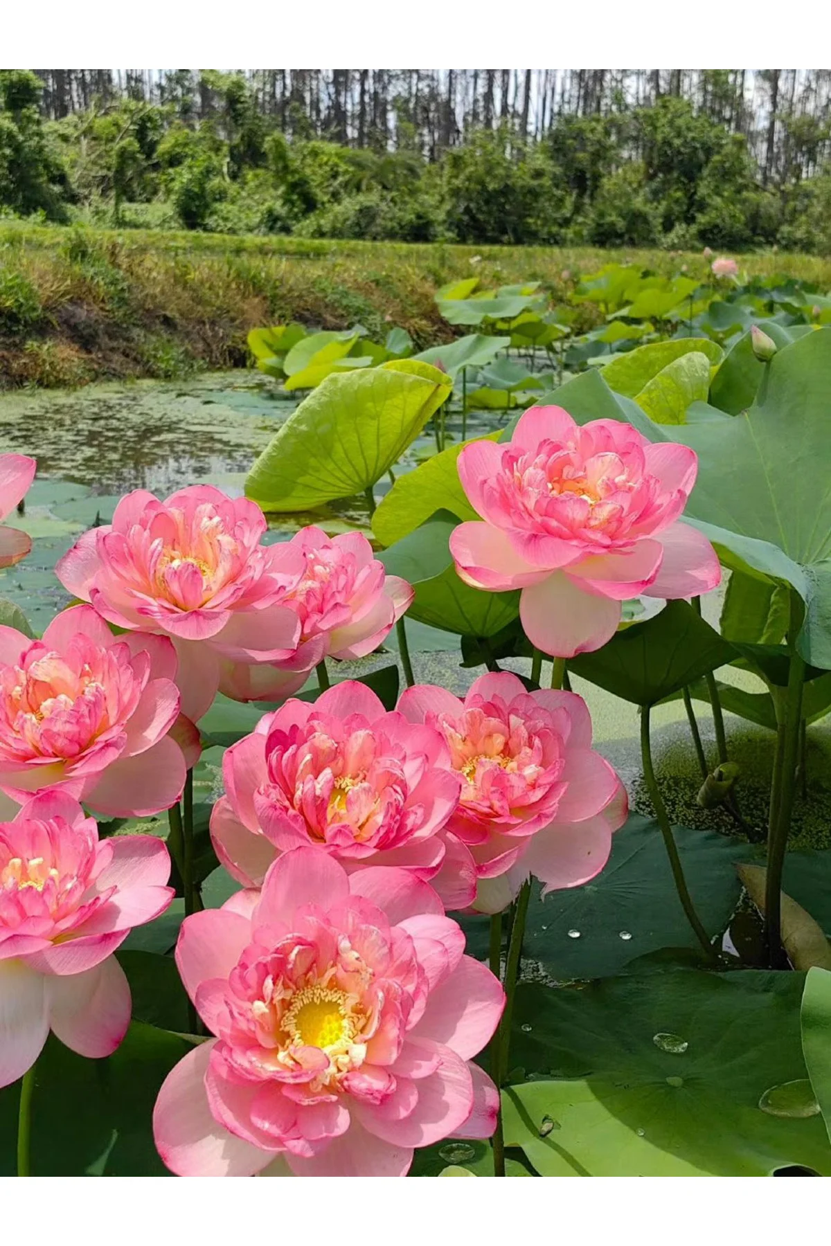 Lotus Çiçeği Tohumu Nilüfer Çiçeği 3 Adet Açık pembe Renk Parlak Pembe