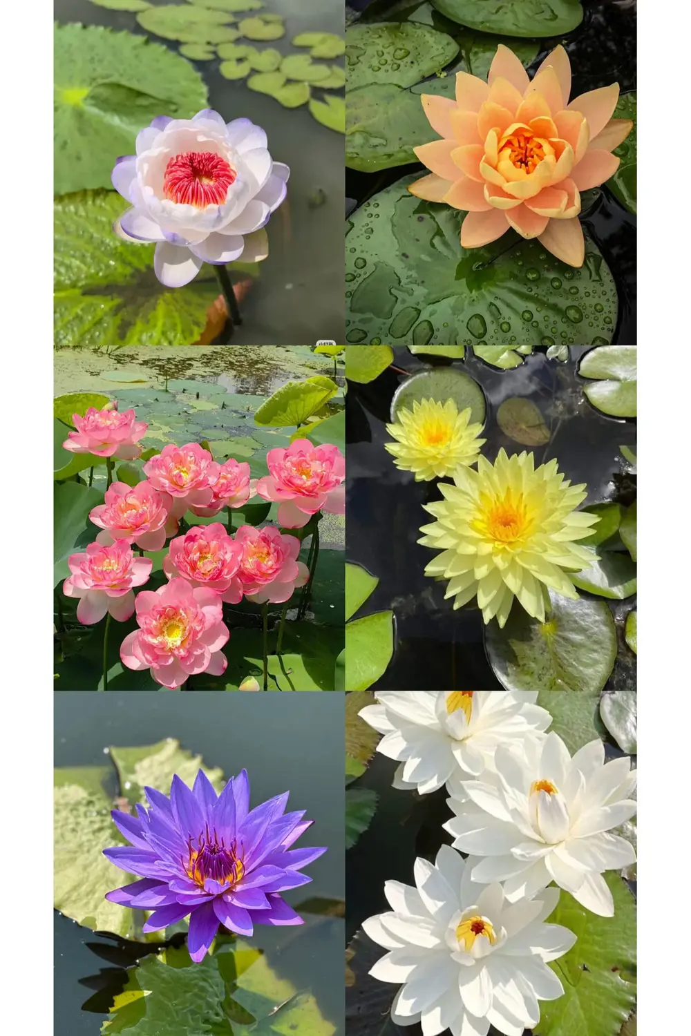 Lotus Çiçeği Tohumu Nilüfer Çiçeği 20 Adet Karışık Renkli Orjinal