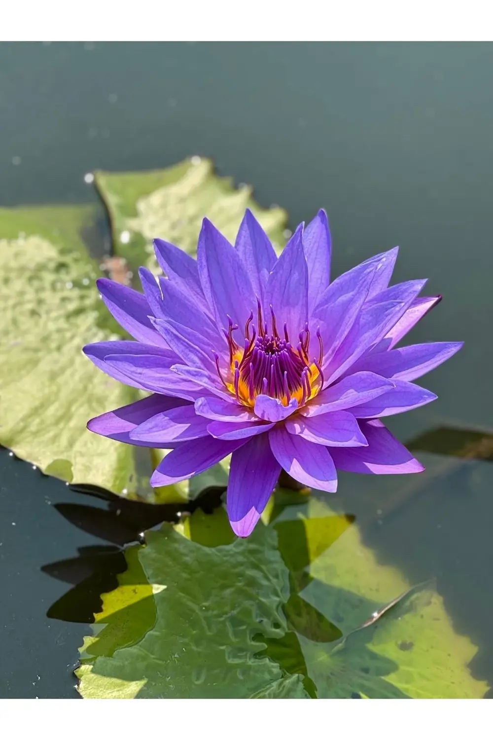 Lotus Çiçeği Tohumu Nilüfer Çiçeği 3 Adet Mor Renk Lotus Çiçeği Tohumu Nilüfer Çiçeği 3 Adet Mor Renk