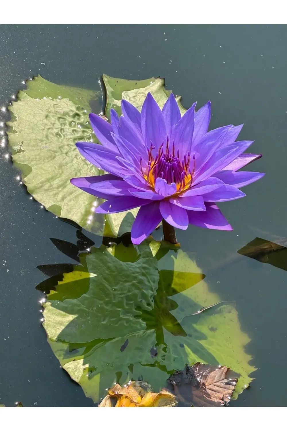 Lotus Çiçeği Tohumu Nilüfer Çiçeği 3 Adet Mor Renk Lotus Çiçeği Tohumu Nilüfer Çiçeği 3 Adet Mor Renk