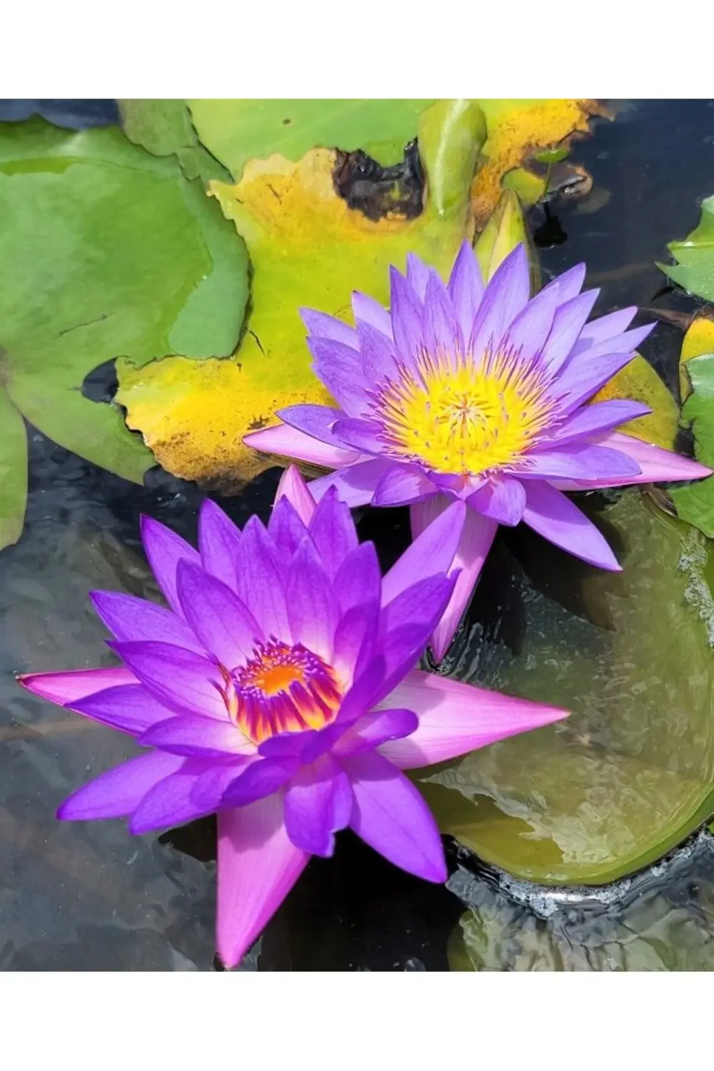 Lotus Çiçeği Tohumu Nilüfer Çiçeği 3 Adet Mor Renk Lotus Çiçeği Tohumu Nilüfer Çiçeği 3 Adet Mor Renk