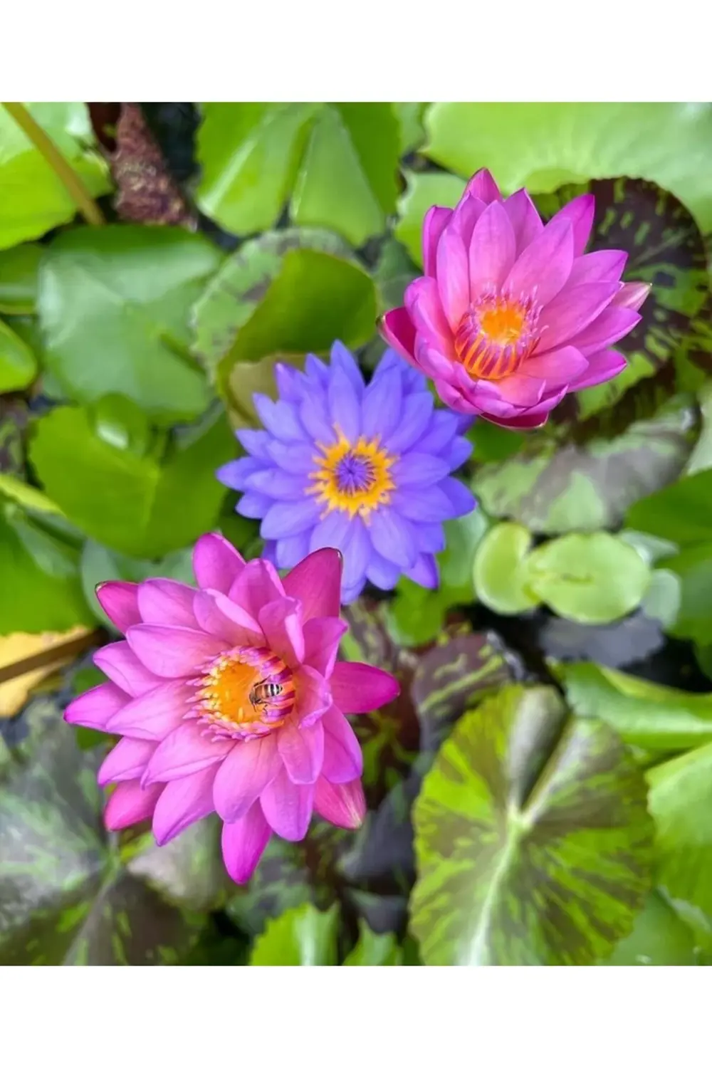 Lotus Çiçeği Tohumu (Nilüfer) Orjinal Tohum 10 Adet Karışık Fiyatı, Yorumları ve Özellikleri