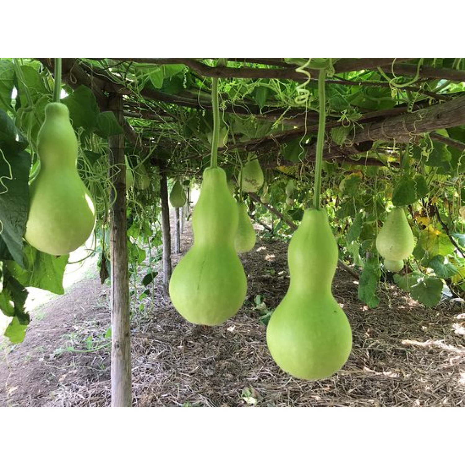 Lucky Life Lucky Life Su Kabağı & Et Kabağı Yerli Tohum