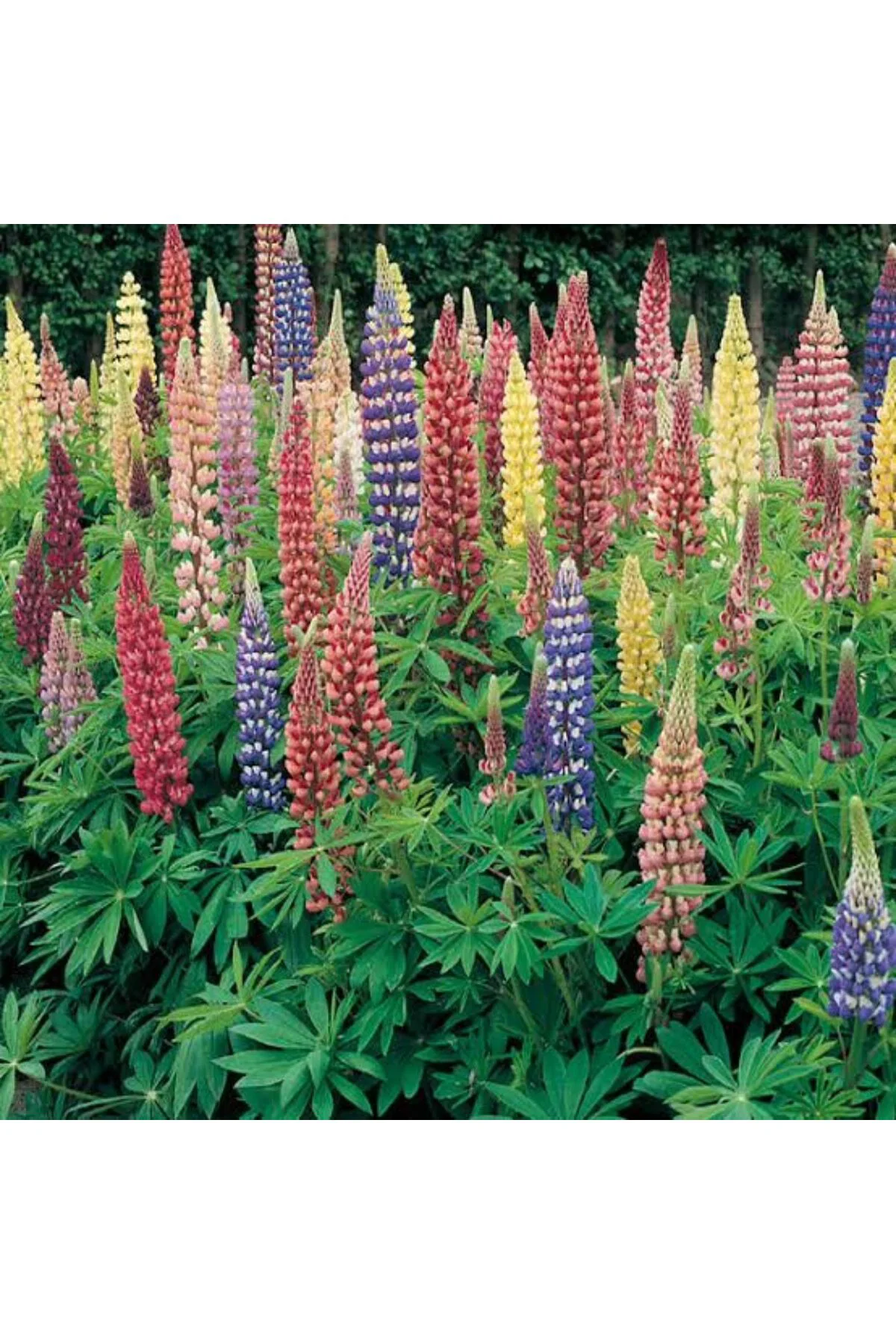 Lupin Acı Bakla Çiçeği Tohumu , Karışık Renkli (5 Adet)