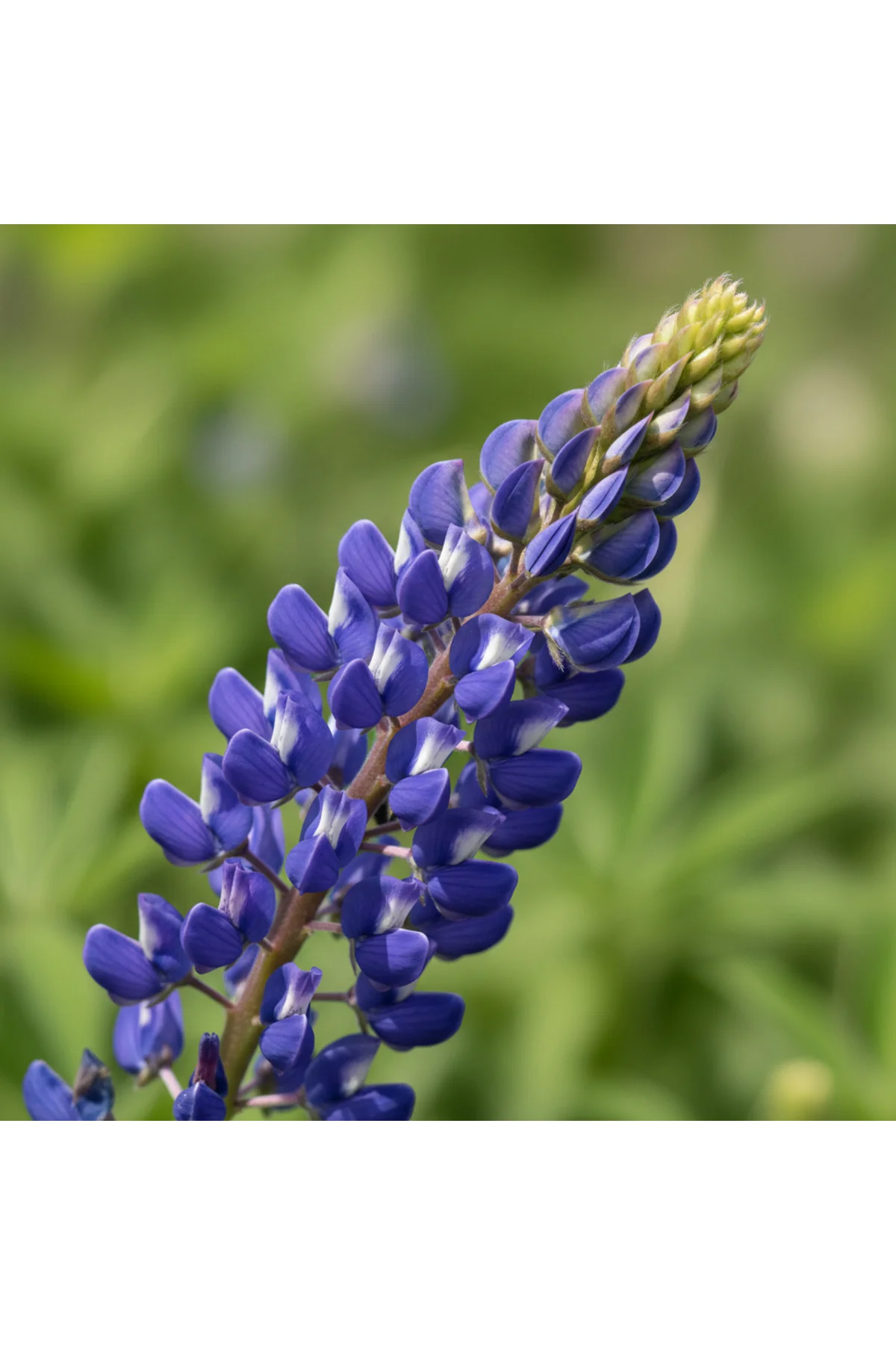 Lupine Çiçek Tohumu 10 Adet - Texas Blue Lupine - Mavi Acı Bakla Çiçeği