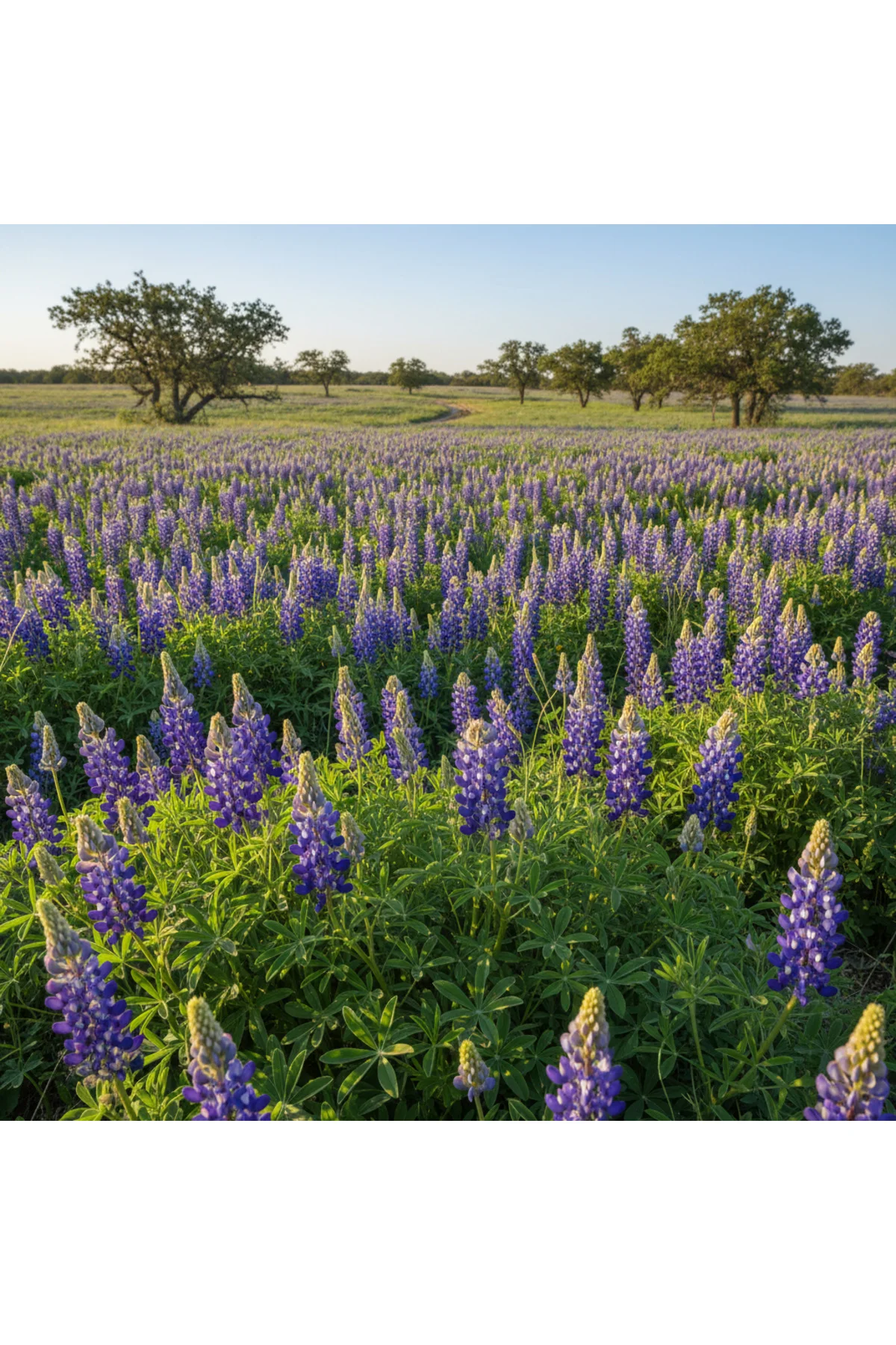Lupine Çiçek Tohumu 10 Adet - Texas Blue Lupine - Mavi Acı Bakla Çiçeği