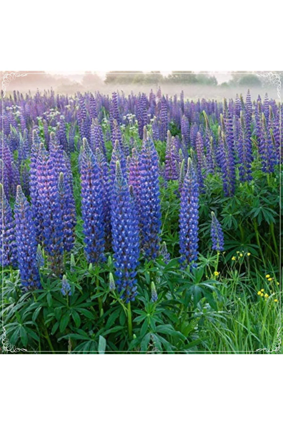 Lupine Çiçek Tohumu 10 Adet - Texas Blue Lupine - Mavi Acı Bakla Çiçeği