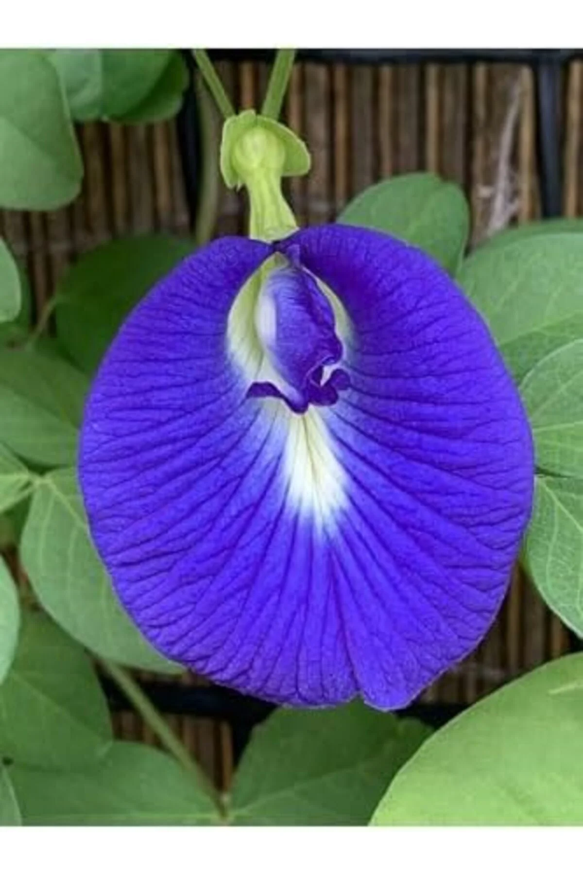 LuxShoping Butterfly Pea Mavi kelebek Sarmaşığı 1142128