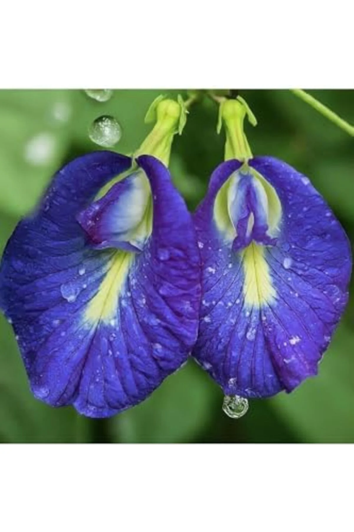 LuxShoping Butterfly Pea Mavi kelebek Sarmaşığı 1142128