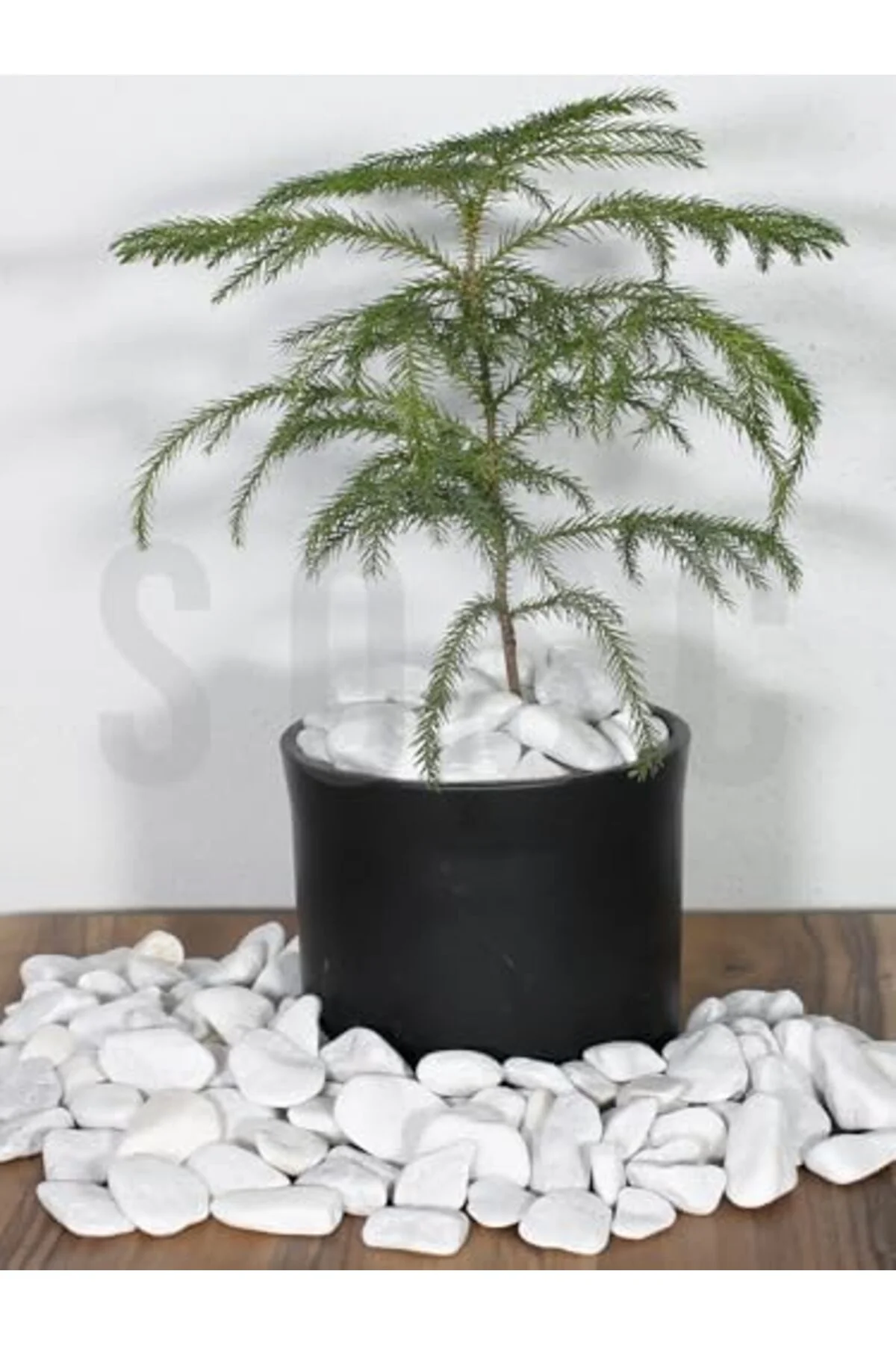 LuxShoping Natural Beyaz Dolomit Dekoratif Çakıl Taşı, 2-4 cm, 3 LuxShoping Natural Beyaz Dolomit Dekoratif Çakıl Taşı, 2-4 cm, 3