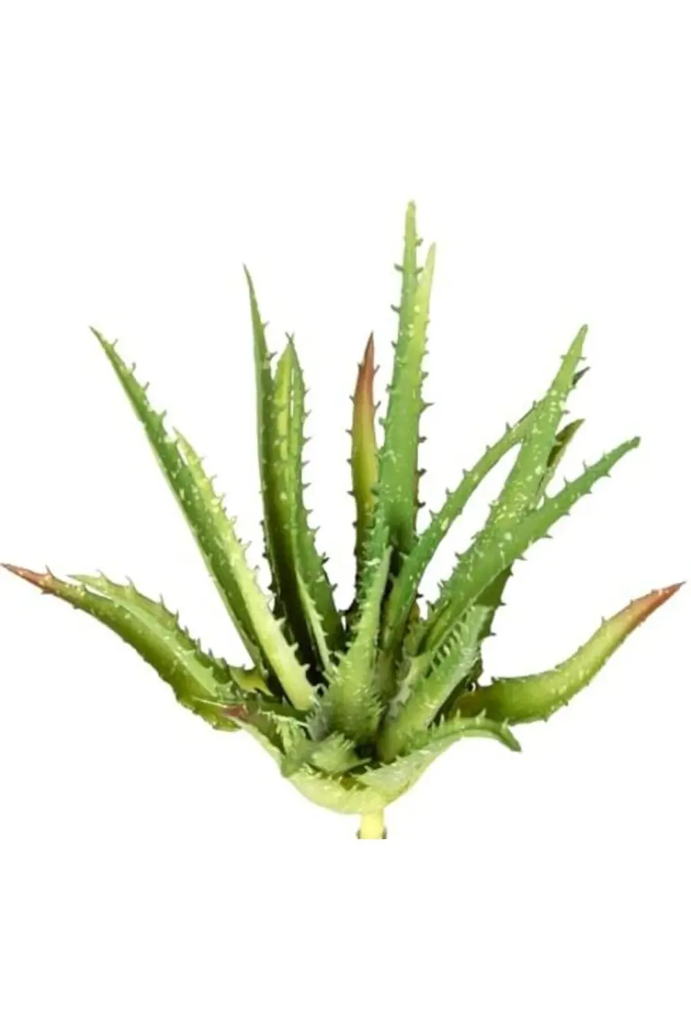 lvnmblya Yapay Kaktüs Sukulent Yeşil 23 Cm Shop Deesing 224120