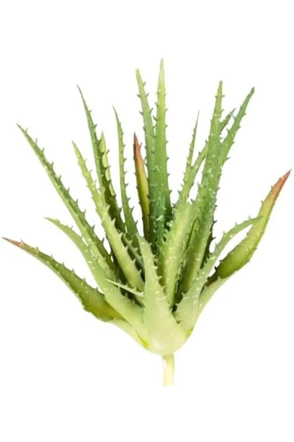 lvnmblya Yapay Kaktüs Sukulent Yeşil 23 Cm Shop Deesing 224120