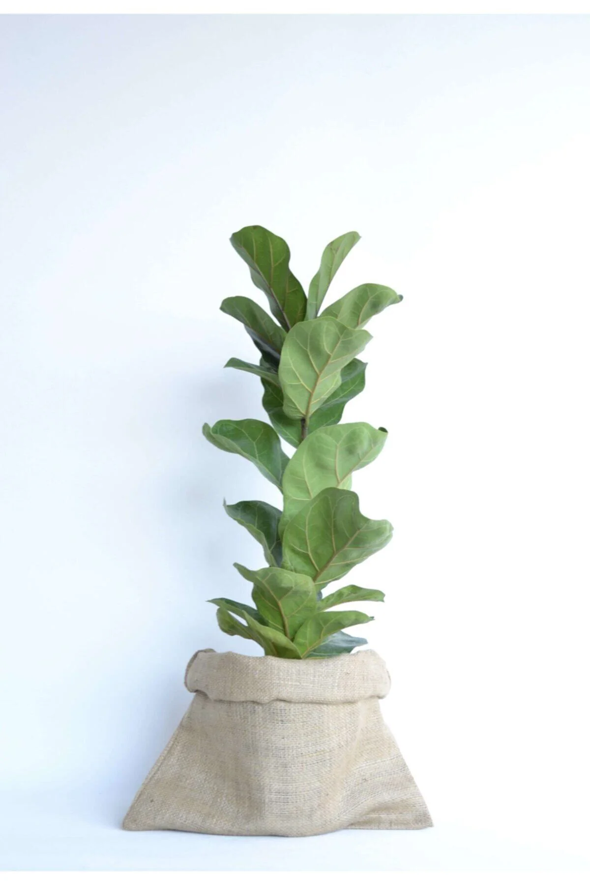 Lyrata