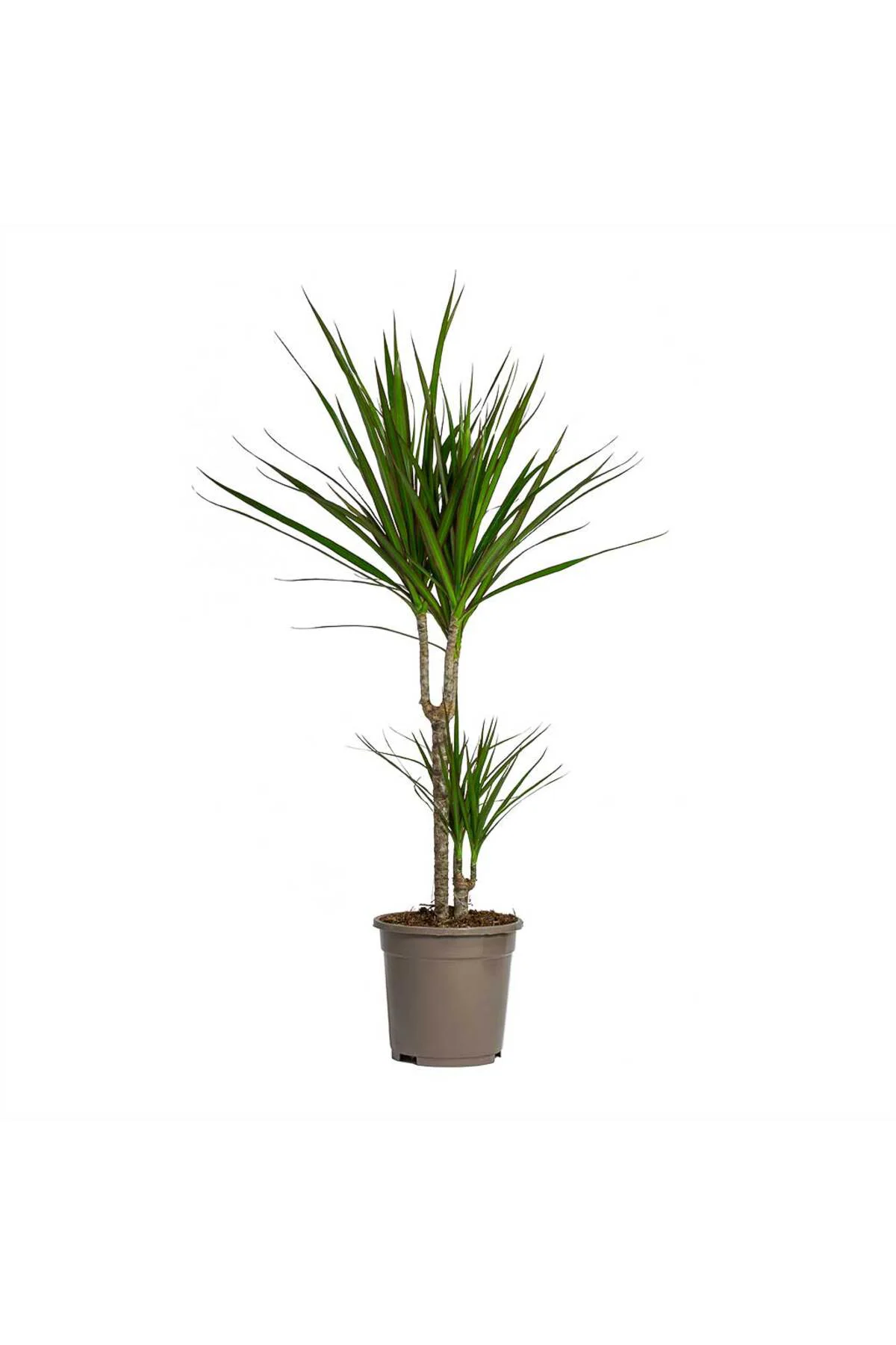 Madagaskar Dragon Ağacı – Dracaena Marginata 2 Gövdeli Yeşil