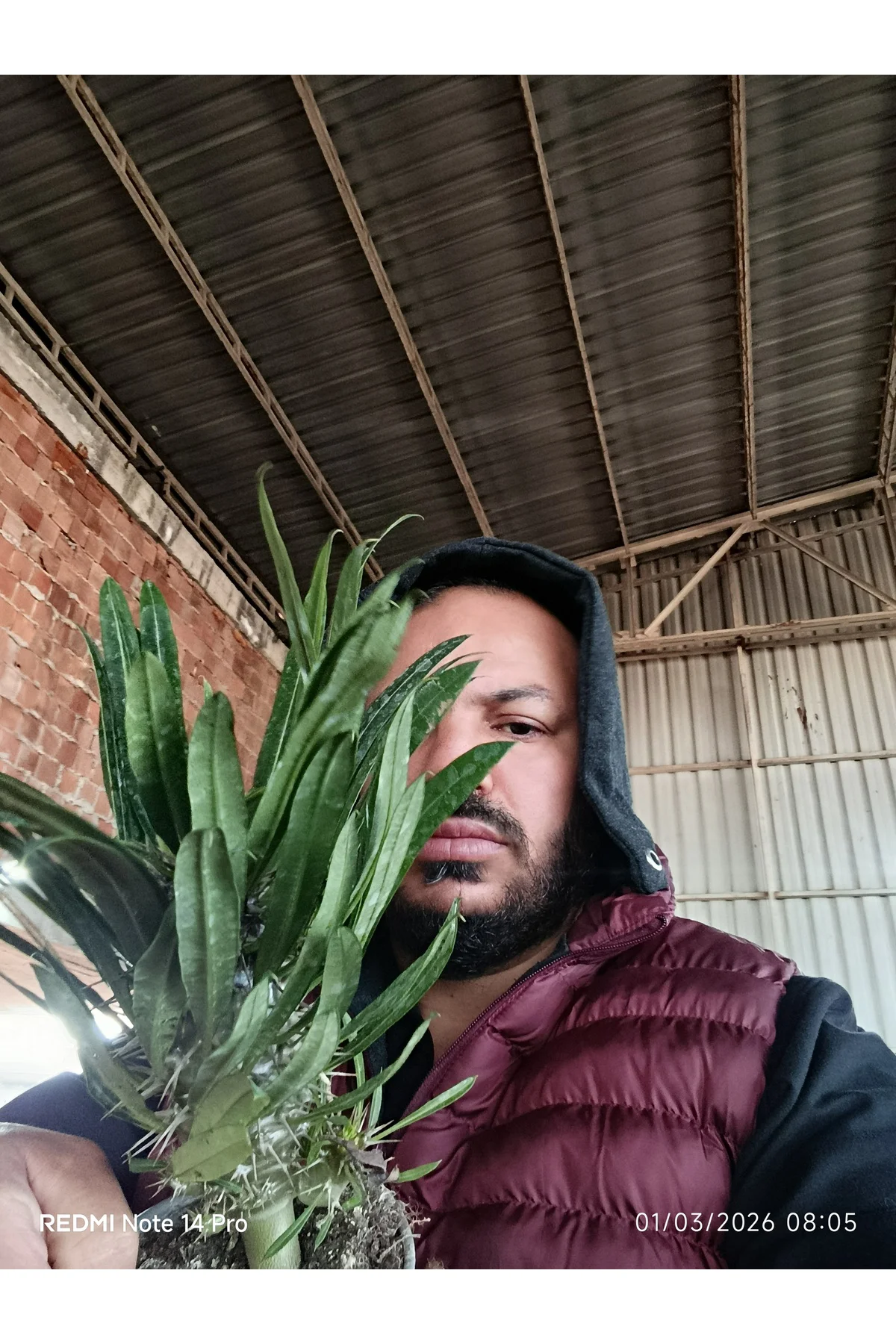 Madagaskar Palmiyesi - Pachypodium Lamerei - Dikenli Egzotik Salo
